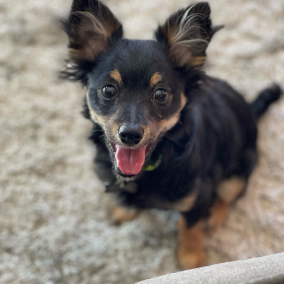 Meet Kittle…… This sweet little <a target='_blank' href='https://www.instagram.com/explore/tags/terrier/'>#terrier</a>  <a target='_blank' href='https://www.instagram.com/explore/tags/longhairedchihuahua/'>#longhairedchihuahua</a> mix was brought to the shelter after presumably being hit by a car. He was not bearing weight on one of his back legs so we were asked to help out. After a bunch of X-rays and a consult with the orthopedic specialist it was determined he would heel ok with a few weeks of crate rest. Please keep this baby in your healing prayers. We will keep you updated on his progress. Welcome to the <a target='_blank' href='https://www.instagram.com/explore/tags/jakeswishfamily/'>#jakeswishfamily</a> <a target='_blank' href='https://www.instagram.com/explore/tags/kittle/'>#kittle</a> 
<a target='_blank' href='https://www.instagram.com/explore/tags/fosterssavelives/'>#fosterssavelives</a> <a target='_blank' href='https://www.instagram.com/explore/tags/adoptdontshop/'>#adoptdontshop</a> <a target='_blank' href='https://www.instagram.com/explore/tags/jakeswishdogrescue/'>#jakeswishdogrescue</a>