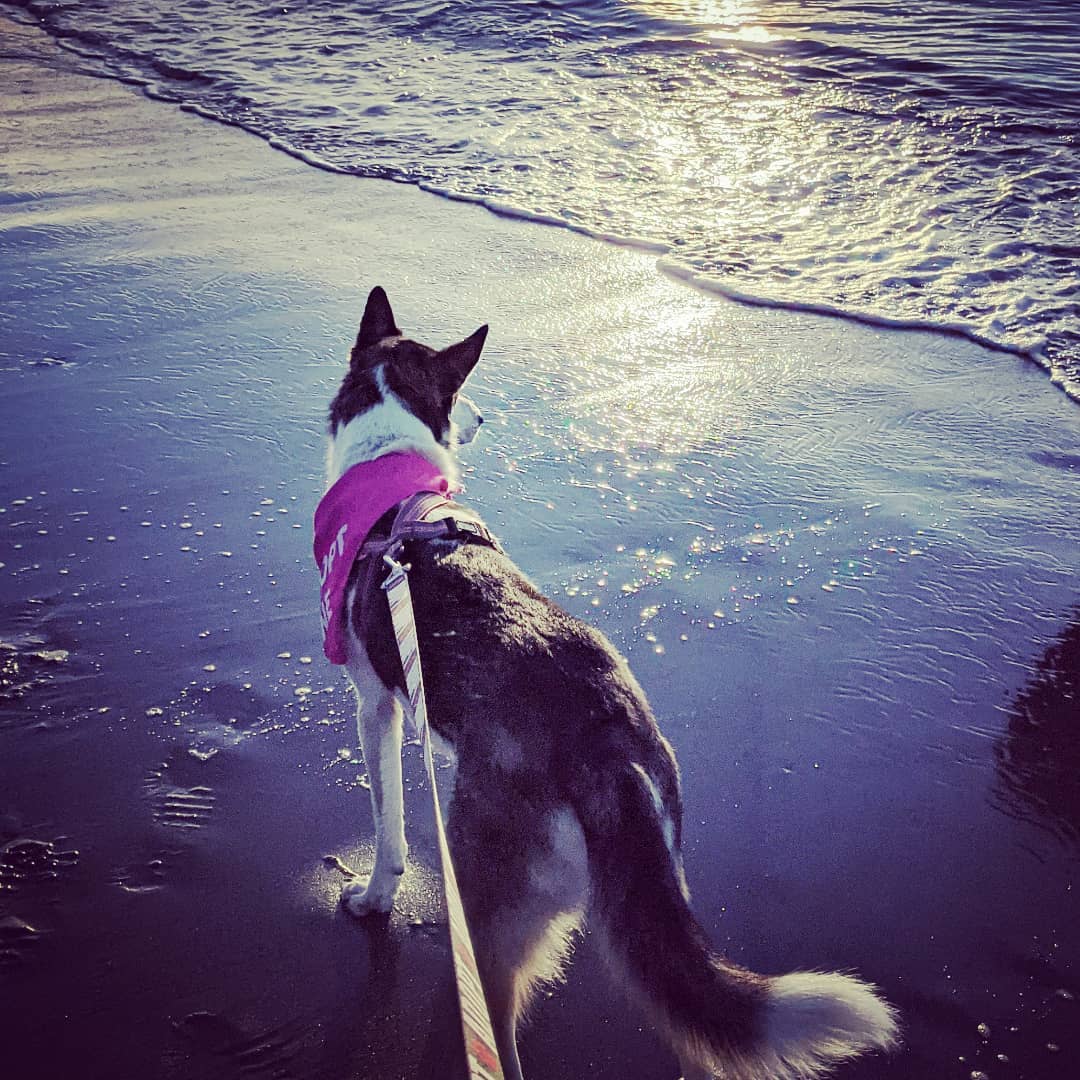 Sunday Fundays were made for beach walks, looking for jellyfish & meeting new pals! 
Nova loved chillin' in the salty air & soaking up the sunshine! ☀️ Me too, girl! 🙌
<a target='_blank' href='https://www.instagram.com/explore/tags/kpalrescue/'>#kpalrescue</a> 
<a target='_blank' href='https://www.instagram.com/explore/tags/adoptme/'>#adoptme</a>
<a target='_blank' href='https://www.instagram.com/explore/tags/staysalty/'>#staysalty</a> 
<a target='_blank' href='https://www.instagram.com/explore/tags/sundayfunday/'>#sundayfunday</a>