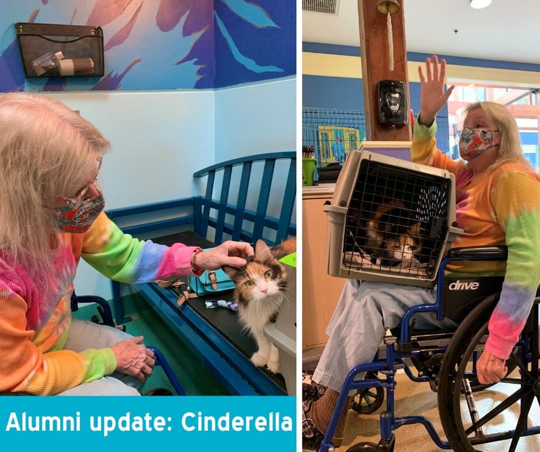 Last week, we featured a wonderful senior cat in our care named Cinderella. Shortly after posting about her, this beautiful calico kitty met her perfect match in Wendi.

After emailing with Adoption Counselor Olivia about a suitable feline companion, Wendi visited our humane center on her 71st birthday to meet Cinderella. As a retired nurse and avid cat lover, Wendi was not deterred by the needs of a diabetic cat like Cinderella. Over her lifetime, Wendi has cared for several senior cats including a cat with kidney disease whom she administered subcutaneous fluids to for nine years.

We are so happy that Cinderella got her fairytale ending and we are thankful to Olivia for making this purr-fect <a target='_blank' href='https://www.instagram.com/explore/tags/seniorsforseniors/'>#seniorsforseniors</a> match! For more information about our Carol Young Godin Seniors for Seniors adoption program, please visit our website. Link in bio. 
.
.
<a target='_blank' href='https://www.instagram.com/explore/tags/adoptdontshop/'>#adoptdontshop</a> <a target='_blank' href='https://www.instagram.com/explore/tags/adoptrva/'>#adoptrva</a> <a target='_blank' href='https://www.instagram.com/explore/tags/loveliveshere/'>#loveliveshere</a> <a target='_blank' href='https://www.instagram.com/explore/tags/richmondspcaalumni/'>#richmondspcaalumni</a> <a target='_blank' href='https://www.instagram.com/explore/tags/alumniupdate/'>#alumniupdate</a> <a target='_blank' href='https://www.instagram.com/explore/tags/adoptseniorcats/'>#adoptseniorcats</a> <a target='_blank' href='https://www.instagram.com/explore/tags/petdiabetesmonth/'>#petdiabetesmonth</a> <a target='_blank' href='https://www.instagram.com/explore/tags/seniorsforseniorsadoption/'>#seniorsforseniorsadoption</a> <a target='_blank' href='https://www.instagram.com/explore/tags/catsofinstagram/'>#catsofinstagram</a> <a target='_blank' href='https://www.instagram.com/explore/tags/adoptspecialneedspets/'>#adoptspecialneedspets</a>