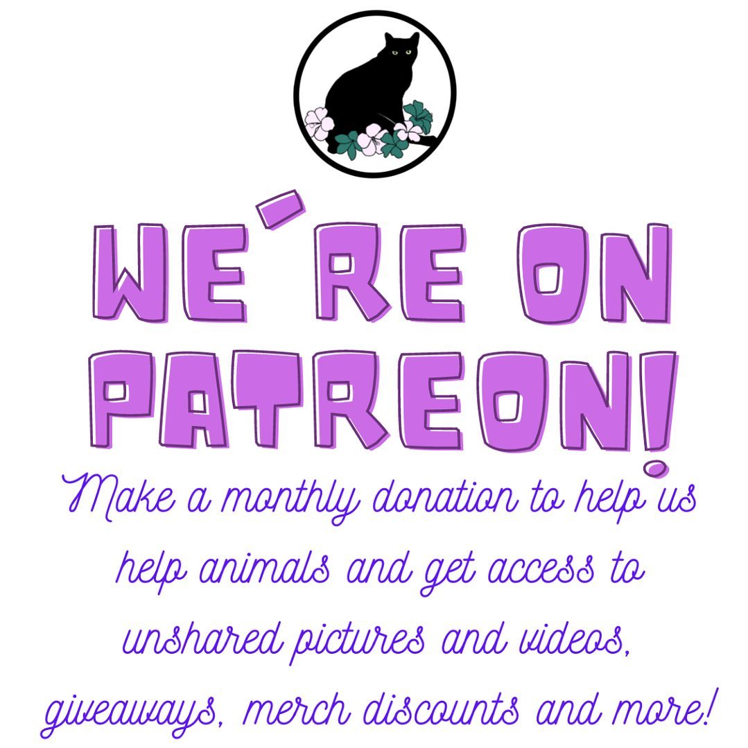 EXCITING ANNOUNCEMENT! We’re now on Patreon! Click the link in our bio to become a Patron by making a monthly donation and gain access to exclusive posts, unshared pictures and videos, giveaways, and much more!
<a target='_blank' href='https://www.instagram.com/explore/tags/donate/'>#donate</a> <a target='_blank' href='https://www.instagram.com/explore/tags/adopt/'>#adopt</a> <a target='_blank' href='https://www.instagram.com/explore/tags/adoptdontshop/'>#adoptdontshop</a> <a target='_blank' href='https://www.instagram.com/explore/tags/rescuecat/'>#rescuecat</a> <a target='_blank' href='https://www.instagram.com/explore/tags/flowerspetalliance/'>#flowerspetalliance</a> <a target='_blank' href='https://www.instagram.com/explore/tags/patreon/'>#patreon</a>