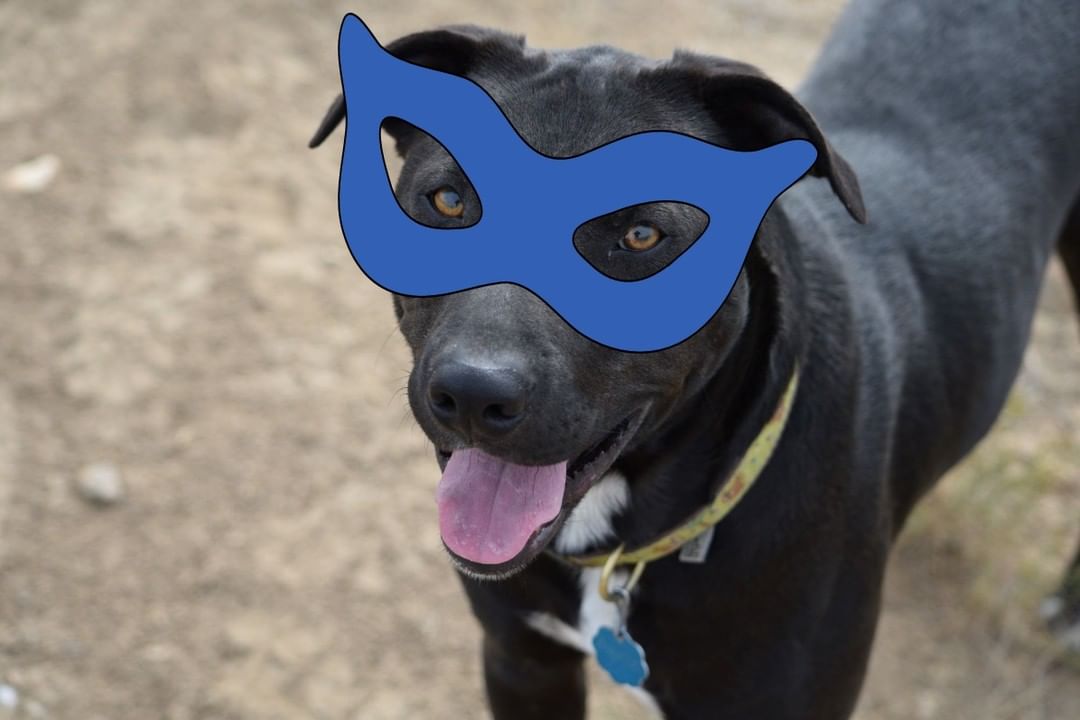 Who's that behind the mask with the Howl-y-ween Spirit?  Apollo!  He is ready to be your side-kick in adventure.  Apollo is a 1 1/2-year-old Lab/Pitbull mix! Apollo is an energetic, hardy, mixed-breed dog. He can be the personal trainer you have always wanted.  He loves car rides and is a well-behaved canine passenger.  He gets along great with other dogs.  And loves people and attention.  Check out his description here: https://salmonanimalshelter.com/adoptable-pets/