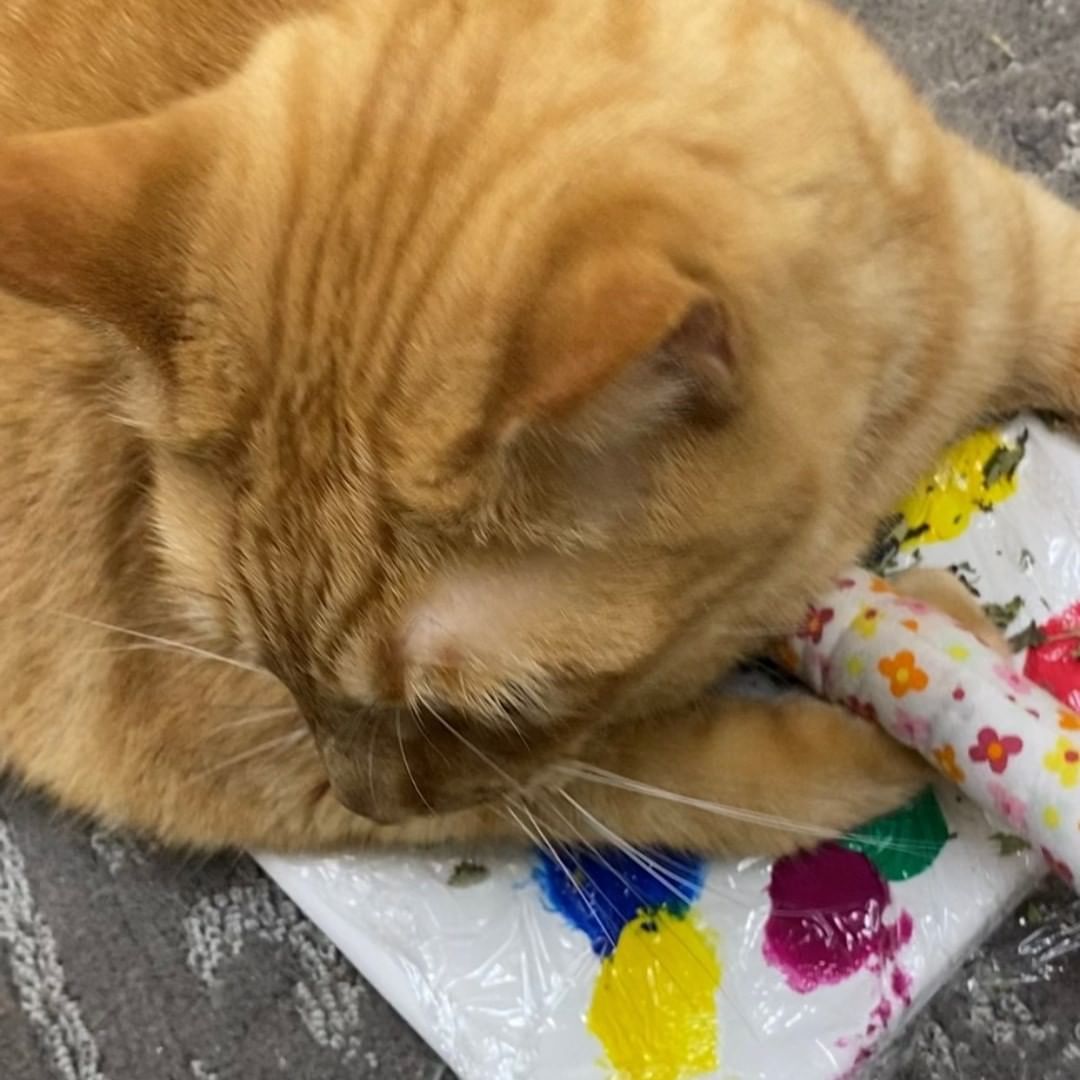 Ok, cat lovers and art collectors. Ollie spent a lot of time on his masterpiece. He's even stated that the lucky person that adopts him gets to bring home his one-of-a-kind piece of art! He calls it 