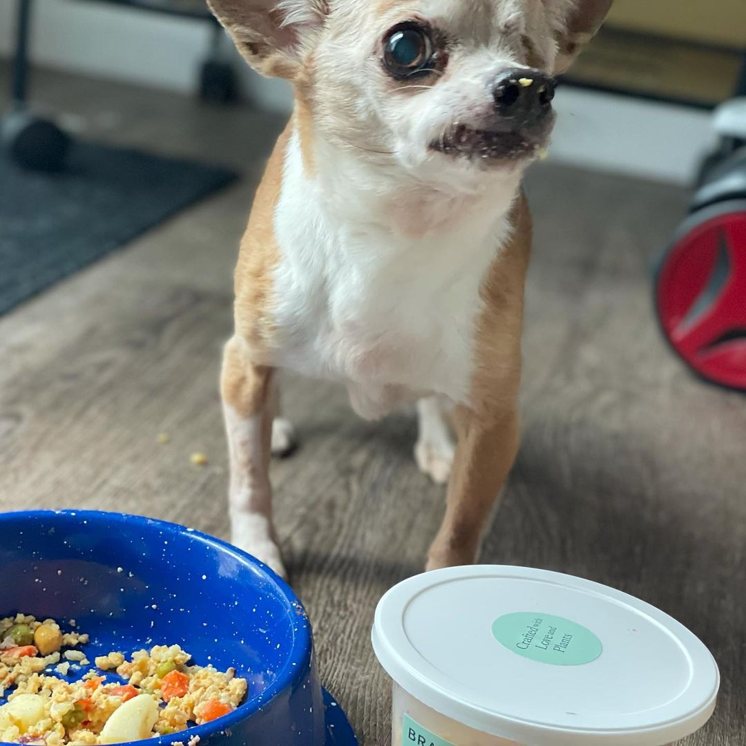 Why are Oreo and Millie so happy? We recently received a donation of @bramblepets food from our new friend @jordanspetcare and all of our dogs loved it! It’s all gone now, but we would love some more. As you may know, we do take in many dogs. Most are senior and/or special needs, and most come to us in very poor health. Millie is now fully recovered from her dramatic mass and eye removal, but has trouble keeping her weight on, and Oreo has cancer. Feeding all of our animals the very healthiest food certainly helps. If you’d like to donate some Bramble, our animals would love you for it. Oh, and Bramble is 100% plant-based, which is important to us for so many reasons. Thank you Jordan! ❤️🐾<a target='_blank' href='https://www.instagram.com/explore/tags/bekindtoanimals/'>#bekindtoanimals</a> <a target='_blank' href='https://www.instagram.com/explore/tags/bekindtoeverykind/'>#bekindtoeverykind</a> <a target='_blank' href='https://www.instagram.com/explore/tags/bramble/'>#bramble</a> <a target='_blank' href='https://www.instagram.com/explore/tags/vegan/'>#vegan</a> <a target='_blank' href='https://www.instagram.com/explore/tags/compassion/'>#compassion</a> <a target='_blank' href='https://www.instagram.com/explore/tags/kindness/'>#kindness</a> <a target='_blank' href='https://www.instagram.com/explore/tags/donate/'>#donate</a> <a target='_blank' href='https://www.instagram.com/explore/tags/rescue/'>#rescue</a> <a target='_blank' href='https://www.instagram.com/explore/tags/foster/'>#foster</a> <a target='_blank' href='https://www.instagram.com/explore/tags/halfwayhomeanimalrescueteam/'>#halfwayhomeanimalrescueteam</a> ❤️🐾<a target='_blank' href='https://www.instagram.com/explore/tags/vegandogfood/'>#vegandogfood</a> <a target='_blank' href='https://www.instagram.com/explore/tags/eatyourvegetables/'>#eatyourvegetables</a> <a target='_blank' href='https://www.instagram.com/explore/tags/rescuedogs/'>#rescuedogs</a> <a target='_blank' href='https://www.instagram.com/explore/tags/fosterdogs/'>#fosterdogs</a> <a target='_blank' href='https://www.instagram.com/explore/tags/fosterdogsofinstagram/'>#fosterdogsofinstagram</a> <a target='_blank' href='https://www.instagram.com/explore/tags/healthyfood/'>#healthyfood</a> <a target='_blank' href='https://www.instagram.com/explore/tags/healthy/'>#healthy</a> <a target='_blank' href='https://www.instagram.com/explore/tags/veganfood/'>#veganfood</a> <a target='_blank' href='https://www.instagram.com/explore/tags/poodle/'>#poodle</a> <a target='_blank' href='https://www.instagram.com/explore/tags/shihpoo/'>#shihpoo</a> <a target='_blank' href='https://www.instagram.com/explore/tags/chihuahua/'>#chihuahua</a> <a target='_blank' href='https://www.instagram.com/explore/tags/seniordogs/'>#seniordogs</a> <a target='_blank' href='https://www.instagram.com/explore/tags/hospicecare/'>#hospicecare</a> <a target='_blank' href='https://www.instagram.com/explore/tags/love/'>#love</a> <a target='_blank' href='https://www.instagram.com/explore/tags/happiness/'>#happiness</a>