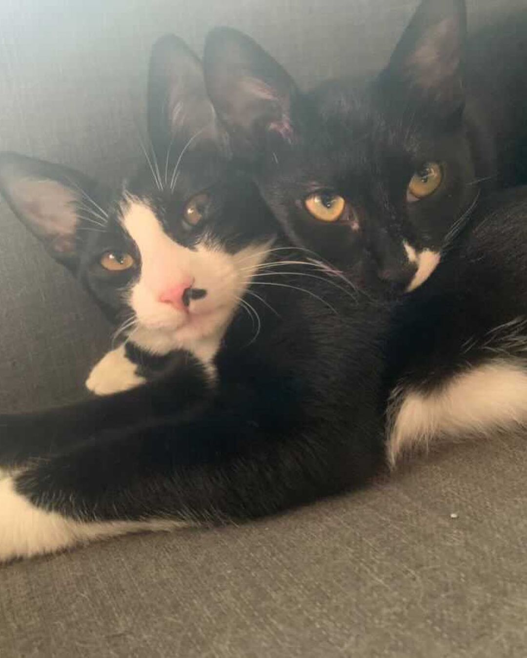 Happy National <a target='_blank' href='https://www.instagram.com/explore/tags/blackcat/'>#blackcat</a> day! Looking for cutie to add to your family? We have Rob & Bran available for adoption! 🐾❤️🐾