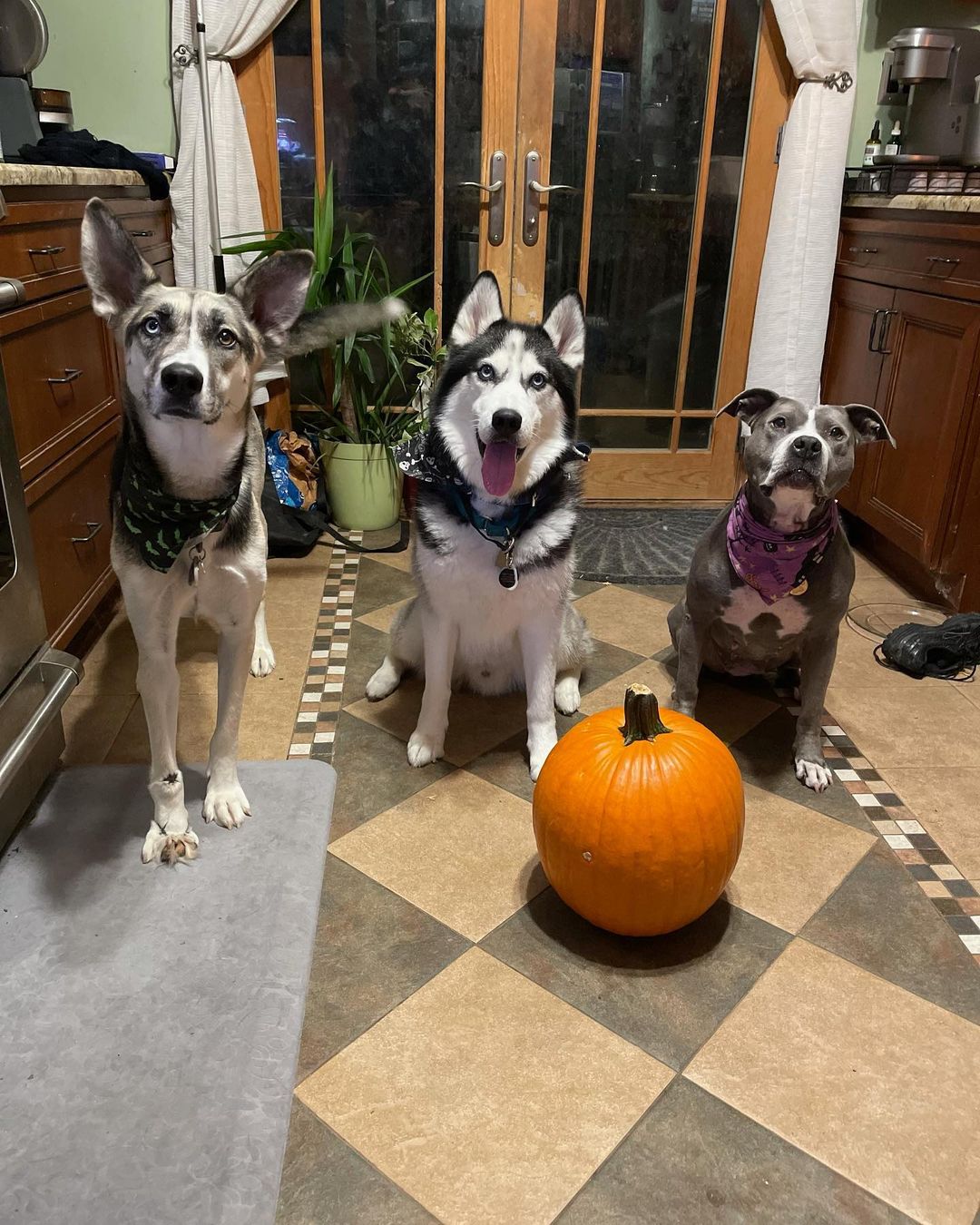 Jenny & Graf wish everyone a Happy Halloween 🎃 from New Jersey! 

<a target='_blank' href='https://www.instagram.com/explore/tags/bakudogs/'>#bakudogs</a> <a target='_blank' href='https://www.instagram.com/explore/tags/bakudogsinnj/'>#bakudogsinnj</a>