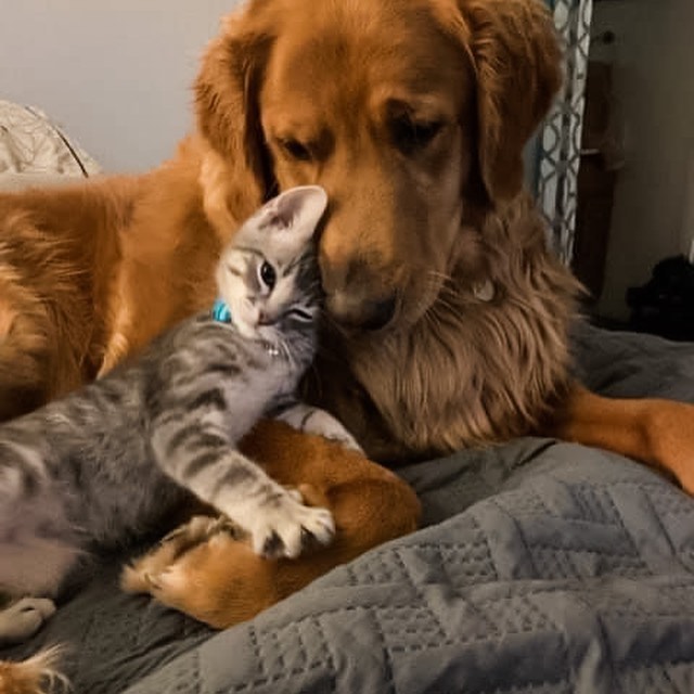 🎵 People let me tell ya ‘bout my best friend 🎶⁣
⁣
Stevie (formerly known as Bugs) was just adopted in September from our PetSmart adoption location! And it’s pretty apparent that this little guy has not only stolen his new family’s hearts…but he’s also won the heart of his new best fur buddy too! ⁣🐾❤️
•⁣
•⁣
•⁣
<a target='_blank' href='https://www.instagram.com/explore/tags/findhappiness/'>#findhappiness</a> <a target='_blank' href='https://www.instagram.com/explore/tags/opttoadopt/'>#opttoadopt</a> <a target='_blank' href='https://www.instagram.com/explore/tags/adoptasheltercat/'>#adoptasheltercat</a> <a target='_blank' href='https://www.instagram.com/explore/tags/sheltercat/'>#sheltercat</a> <a target='_blank' href='https://www.instagram.com/explore/tags/sheltercatsofinstagram/'>#sheltercatsofinstagram</a> <a target='_blank' href='https://www.instagram.com/explore/tags/rescuedismyfavoritebreed/'>#rescuedismyfavoritebreed</a> <a target='_blank' href='https://www.instagram.com/explore/tags/shelterkitten/'>#shelterkitten</a> <a target='_blank' href='https://www.instagram.com/explore/tags/adoptdontshop/'>#adoptdontshop</a> <a target='_blank' href='https://www.instagram.com/explore/tags/happytails/'>#happytails</a> <a target='_blank' href='https://www.instagram.com/explore/tags/lasvegas/'>#lasvegas</a> <a target='_blank' href='https://www.instagram.com/explore/tags/vegas/'>#vegas</a> <a target='_blank' href='https://www.instagram.com/explore/tags/spca/'>#spca</a> <a target='_blank' href='https://www.instagram.com/explore/tags/nevadaspca/'>#nevadaspca</a>