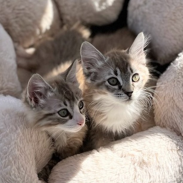 Good morning Bay Area - get your daily dose of sweet purrs and cuteness overload! ❤️ Mocha, Fudge, Paprika and Nutmeg are ready to meet their forever families 😻😻😻😻 

😻Paprika and 😻Nutmeg are two sweetest sisters who purr non-stop. They love belly rubs, people and each other deeply. 
👉https://angelsfurryfriends.org/paprika-and-nutmeg/

😻Fudge and 😻Mocha are curious and gentle brother and sister. Their  personalities are as beautiful as their rare fluffy chocolate hair.
👉https://angelsfurryfriends.org/fudge-and-mocha/

They are spayed/neutered, micro-chipped, vaccinated to age and litter-box trained, can be FIV/FeLV tested upon request. 

If you would like these kittens to become a part of your family please familiarize yourself with our Adoption Process https://angelsfurryfriends.org/adoption-process/
and fill out 🐾Adoption application🐾  to schedule meet and greet https://angelsfurryfriends.org/adoption-application-cats/

❤️THANK YOU!❤️ to all our supporter and contributors 
✅ Want to help more kittens to find their forever homes? Your contribution will make an impact, whether you donate $5 or $500: 
👉 https://angelsfurryfriends.org/donate/
👉PayPal: donations@angelsfurryfriends.org
🐾 Check our website for adoptable animals: https://angelsfurryfriends.org
✅ Apply to become a foster https://angelsfurryfriends.org/foster-application/
✅ Our furry friends will be super happy if you can contribute to our AMAZON wish list: https://www.amazon.com/hz/wishlist/ls/20Z238E5G16UH
✅ Find us on AMAZON SMILE
✅ Angel’s Furry Friends is a Non-Profit 501(3) organization. Your Donations are Tax deductible. Many employers will double your donation (check whether they have gift-matching program) 

<a target='_blank' href='https://www.instagram.com/explore/tags/adoptdontshop/'>#adoptdontshop</a> <a target='_blank' href='https://www.instagram.com/explore/tags/animalrescue/'>#animalrescue</a> <a target='_blank' href='https://www.instagram.com/explore/tags/animalhelp/'>#animalhelp</a> <a target='_blank' href='https://www.instagram.com/explore/tags/doglove/'>#doglove</a> <a target='_blank' href='https://www.instagram.com/explore/tags/catlove/'>#catlove</a> <a target='_blank' href='https://www.instagram.com/explore/tags/dogrescue/'>#dogrescue</a> <a target='_blank' href='https://www.instagram.com/explore/tags/catrescue/'>#catrescue</a> <a target='_blank' href='https://www.instagram.com/explore/tags/streetcats/'>#streetcats</a> <a target='_blank' href='https://www.instagram.com/explore/tags/angelsfurryfriends/'>#angelsfurryfriends</a> <a target='_blank' href='https://www.instagram.com/explore/tags/savealife/'>#savealife</a> <a target='_blank' href='https://www.instagram.com/explore/tags/bekind/'>#bekind</a> <a target='_blank' href='https://www.instagram.com/explore/tags/catsforadoption/'>#catsforadoption</a> <a target='_blank' href='https://www.instagram.com/explore/tags/dogsforadoption/'>#dogsforadoption</a> <a target='_blank' href='https://www.instagram.com/explore/tags/animalwelfare/'>#animalwelfare</a>  <a target='_blank' href='https://www.instagram.com/explore/tags/rescuecat/'>#rescuecat</a> <a target='_blank' href='https://www.instagram.com/explore/tags/rescuedismyfavoritebreed/'>#rescuedismyfavoritebreed</a> <a target='_blank' href='https://www.instagram.com/explore/tags/lifeanimalrescue/'>#lifeanimalrescue</a> <a target='_blank' href='https://www.instagram.com/explore/tags/animalrescuer/'>#animalrescuer</a> <a target='_blank' href='https://www.instagram.com/explore/tags/Mocha/'>#Mocha</a>  <a target='_blank' href='https://www.instagram.com/explore/tags/Fudge/'>#Fudge</a> <a target='_blank' href='https://www.instagram.com/explore/tags/Paprika/'>#Paprika</a> <a target='_blank' href='https://www.instagram.com/explore/tags/Nutmeg/'>#Nutmeg</a> <a target='_blank' href='https://www.instagram.com/explore/tags/kittensforadoption/'>#kittensforadoption</a> <a target='_blank' href='https://www.instagram.com/explore/tags/adoptme/'>#adoptme</a>