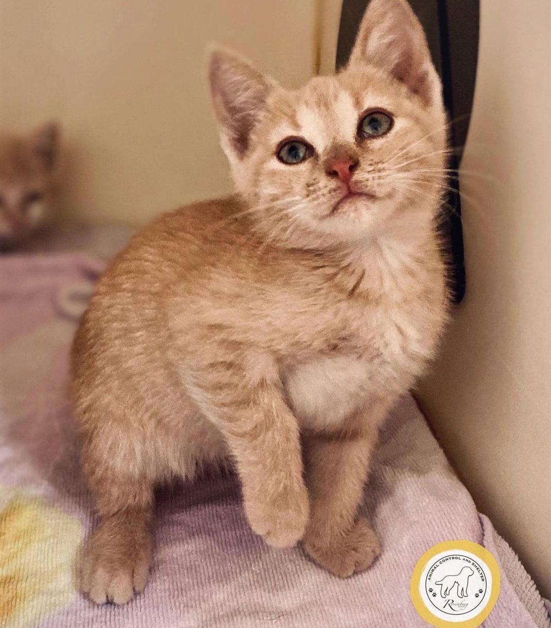 🐱😻 WE HAVE KITTENS! 😻🐱

Georgette, Trinh, and Lois are three among several cute babes we have available NOW at RACS! 

ALL adoption fees have been reduced to $25. No appointments are required — just come visit!

📲 Browse our adoptables:
https://bit.ly/bergshelterpets

📩 Foster: https://buff.ly/3d71HpY
📩 Adopt: https://buff.ly/38X4Bul

💛 Rosenberg Animal Shelter
1207 Blume Road⠀
Rosenberg, Texas 77471
⌚️ 11AM - 6PM M-F, 11AM - 4PM Sat
832-595-3490 (Main Line)
832-449-8624 (Text ONLY Line)
📨 MHARTSELL@ROSENBERGTX.GOV