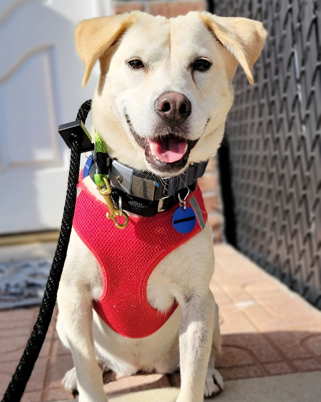 Say what's up to Wanso! ⬆️ Wanso is a 4-year-old female Jindo/Retriever mix and weighs about 23 pounds. She was rescued from the Jeolla-do Wanju dog farm by our partner @animal_kara. Wanso is fully crate trained and potty trained. She's best described as sweet, gentle, and sensitive. Wanso is a curious pup who holds her tail high when she's exploring her surroundings. 🕵️ She would do well in a quiet home where she can build her confidence. Think Wanso could be the one for you? Apply to adopt!

🐕 On a case-by-case basis, we accept applications from residents living within 30-miles of NYC and certain areas within CT, PA, D.C., MD, and MA. Check koreank9rescue.org/adopt for more details! 📝⁠⁠⁠⁠⁠⁠⁠⁠⁠⁠⁠⁠⁠

<a target='_blank' href='https://www.instagram.com/explore/tags/jindo/'>#jindo</a> <a target='_blank' href='https://www.instagram.com/explore/tags/retriever/'>#retriever</a> <a target='_blank' href='https://www.instagram.com/explore/tags/adoptmenyc/'>#adoptmenyc</a> <a target='_blank' href='https://www.instagram.com/explore/tags/nyc/'>#nyc</a> <a target='_blank' href='https://www.instagram.com/explore/tags/korea/'>#korea</a> <a target='_blank' href='https://www.instagram.com/explore/tags/adoptme/'>#adoptme</a> <a target='_blank' href='https://www.instagram.com/explore/tags/adoptmeplease/'>#adoptmeplease</a> <a target='_blank' href='https://www.instagram.com/explore/tags/koreank9rescue/'>#koreank9rescue</a> <a target='_blank' href='https://www.instagram.com/explore/tags/kk9r/'>#kk9r</a> <a target='_blank' href='https://www.instagram.com/explore/tags/spay/'>#spay</a> <a target='_blank' href='https://www.instagram.com/explore/tags/neuter/'>#neuter</a> <a target='_blank' href='https://www.instagram.com/explore/tags/rescueismyfavoritebreed/'>#rescueismyfavoritebreed</a> <a target='_blank' href='https://www.instagram.com/explore/tags/rescuedog/'>#rescuedog</a> <a target='_blank' href='https://www.instagram.com/explore/tags/everydogdeserveslove/'>#everydogdeserveslove</a> <a target='_blank' href='https://www.instagram.com/explore/tags/showlovekorea/'>#showlovekorea</a>