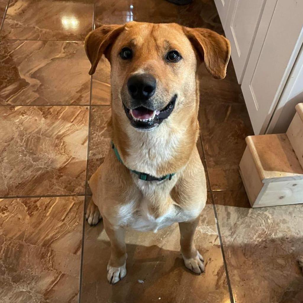 Good day!  My name is Hermes.  I am an amazing dog with qualities every human will enjoy! 
I am a 55 lb shepherd/golden mix.  I know how to sit, love fellow dogs and cats and need an active lifestyle. 
I do need a fully fenced yard and I'm too big and active for an apartment. 
I am crate trained but I do need someone who is willing to deal with a few minor accidents. (I tried to mark my foster mama's couch cause it smelled like other animals.  Foster mama corrected me and I've been good since.) However, I was adopted and my adopter couldn't break me of my marking habits. SO, I will do best with a consistent and strong leader to make me put my 