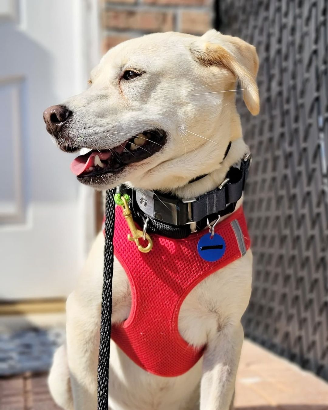 Say what's up to Wanso! ⬆️ Wanso is a 4-year-old female Jindo/Retriever mix and weighs about 23 pounds. She was rescued from the Jeolla-do Wanju dog farm by our partner @animal_kara. Wanso is fully crate trained and potty trained. She's best described as sweet, gentle, and sensitive. Wanso is a curious pup who holds her tail high when she's exploring her surroundings. 🕵️ She would do well in a quiet home where she can build her confidence. Think Wanso could be the one for you? Apply to adopt!

🐕 On a case-by-case basis, we accept applications from residents living within 30-miles of NYC and certain areas within CT, PA, D.C., MD, and MA. Check koreank9rescue.org/adopt for more details! 📝⁠⁠⁠⁠⁠⁠⁠⁠⁠⁠⁠⁠⁠

<a target='_blank' href='https://www.instagram.com/explore/tags/jindo/'>#jindo</a> <a target='_blank' href='https://www.instagram.com/explore/tags/retriever/'>#retriever</a> <a target='_blank' href='https://www.instagram.com/explore/tags/adoptmenyc/'>#adoptmenyc</a> <a target='_blank' href='https://www.instagram.com/explore/tags/nyc/'>#nyc</a> <a target='_blank' href='https://www.instagram.com/explore/tags/korea/'>#korea</a> <a target='_blank' href='https://www.instagram.com/explore/tags/adoptme/'>#adoptme</a> <a target='_blank' href='https://www.instagram.com/explore/tags/adoptmeplease/'>#adoptmeplease</a> <a target='_blank' href='https://www.instagram.com/explore/tags/koreank9rescue/'>#koreank9rescue</a> <a target='_blank' href='https://www.instagram.com/explore/tags/kk9r/'>#kk9r</a> <a target='_blank' href='https://www.instagram.com/explore/tags/spay/'>#spay</a> <a target='_blank' href='https://www.instagram.com/explore/tags/neuter/'>#neuter</a> <a target='_blank' href='https://www.instagram.com/explore/tags/rescueismyfavoritebreed/'>#rescueismyfavoritebreed</a> <a target='_blank' href='https://www.instagram.com/explore/tags/rescuedog/'>#rescuedog</a> <a target='_blank' href='https://www.instagram.com/explore/tags/everydogdeserveslove/'>#everydogdeserveslove</a> <a target='_blank' href='https://www.instagram.com/explore/tags/showlovekorea/'>#showlovekorea</a>