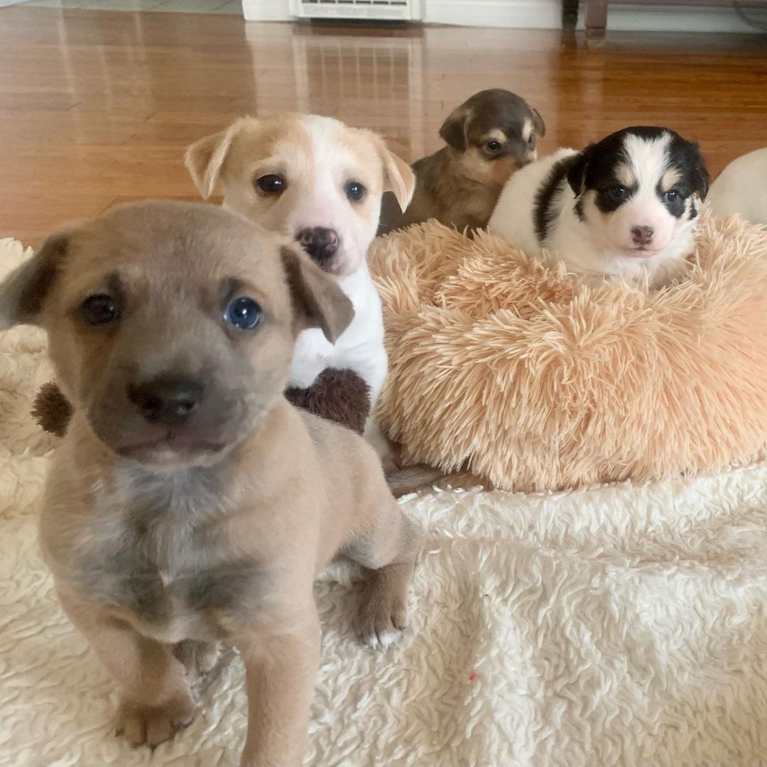 We briefly introduced Hannah last week but here she is officially with her 6 beautiful pups! 😍😍 Scroll through the pictures to see quite possibly the most adorable mama and pups you’ll see today.  Hannah has 4 boys and 2 girls that we need your help naming! Comment what you think we should name them 😊. We’ll announce the chosen names by the end of this week so keep a lookout for your name! 🐶🏆 🐕🐾This adorable family was rescued by @dreamfetchers_project_rescue . Thank you so much for entrusting us with their precious lives 🙏🏼♥️. <a target='_blank' href='https://www.instagram.com/explore/tags/dreamfetchersprojectrescue/'>#dreamfetchersprojectrescue</a> <a target='_blank' href='https://www.instagram.com/explore/tags/bigloveanimalrescue/'>#bigloveanimalrescue</a> <a target='_blank' href='https://www.instagram.com/explore/tags/adoptdontshop/'>#adoptdontshop</a> <a target='_blank' href='https://www.instagram.com/explore/tags/savetheanimals/'>#savetheanimals</a> <a target='_blank' href='https://www.instagram.com/explore/tags/together/'>#together</a>