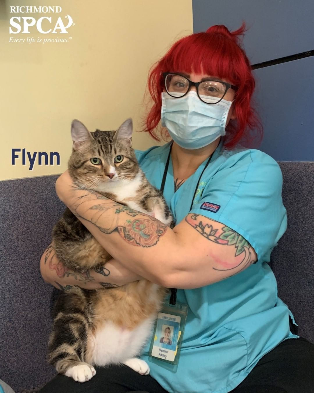 *Update: Flynn has been adopted!*

Happy <a target='_blank' href='https://www.instagram.com/explore/tags/FelineFriday/'>#FelineFriday</a> from our resident chonky cat - Flynn. Can you guess how much he weighs? This jumbo-sized package of fluff and love is only 3 years old and needs an active adult guardian who can help hom get back down to a healthy weight through proper diet and exercise.

In his previous home, Flynn was said to do well with the resident dog, but would bully his feline companion and take his food. Naughty Flynn. *Cue the Rocky music* If you are interested in opening your home to Flynn and helping him achieve a healthy weight, please visit our adoption center and ask an adoption counselor to introduce you to him today! 
.
.
<a target='_blank' href='https://www.instagram.com/explore/tags/adoptdontshop/'>#adoptdontshop</a> <a target='_blank' href='https://www.instagram.com/explore/tags/adoptrva/'>#adoptrva</a> <a target='_blank' href='https://www.instagram.com/explore/tags/loveliveshere/'>#loveliveshere</a> <a target='_blank' href='https://www.instagram.com/explore/tags/chonkycat/'>#chonkycat</a> <a target='_blank' href='https://www.instagram.com/explore/tags/chonkycatsofinstagram/'>#chonkycatsofinstagram</a>