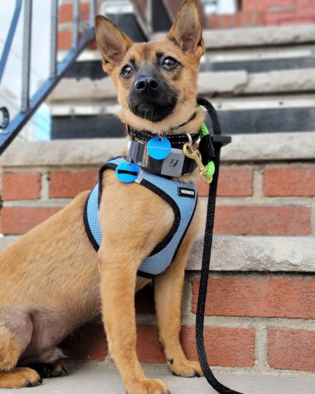 [EDIT: Adoption Pending ✅] Meet precious Poya! 💖 He’s a 6-month-old Jindo mix and weighs about 11 pounds. Poya was rescued from the Gyeongsang-do city shelter. He’s fully crate trained and making great progress on potty training. Poya is best described as friendly, happy-go-lucky, easy-going, smart, and gentle. He loves chewing on rubbery toys and chasing balls, and he’ll roll onto his back for belly rubs midway through playtime. With his reddish coat and black-tipped ears and tail, we think looks a bit like a fox. 🦊 Want more Poya? Apply to adopt! 

🐕 On a case-by-case basis, we accept applications from residents living within 30-miles of NYC and certain areas within CT, PA, D.C., MD, and MA. Check koreank9rescue.org/adopt for more details! 📝⁠⁠⁠⁠⁠⁠⁠⁠⁠⁠⁠⁠⁠

<a target='_blank' href='https://www.instagram.com/explore/tags/jindo/'>#jindo</a> <a target='_blank' href='https://www.instagram.com/explore/tags/adoptmenyc/'>#adoptmenyc</a> <a target='_blank' href='https://www.instagram.com/explore/tags/nyc/'>#nyc</a> <a target='_blank' href='https://www.instagram.com/explore/tags/korea/'>#korea</a> <a target='_blank' href='https://www.instagram.com/explore/tags/adoptme/'>#adoptme</a> <a target='_blank' href='https://www.instagram.com/explore/tags/adoptmeplease/'>#adoptmeplease</a> <a target='_blank' href='https://www.instagram.com/explore/tags/koreank9rescue/'>#koreank9rescue</a> <a target='_blank' href='https://www.instagram.com/explore/tags/kk9r/'>#kk9r</a> <a target='_blank' href='https://www.instagram.com/explore/tags/spay/'>#spay</a> <a target='_blank' href='https://www.instagram.com/explore/tags/neuter/'>#neuter</a> <a target='_blank' href='https://www.instagram.com/explore/tags/rescueismyfavoritebreed/'>#rescueismyfavoritebreed</a> <a target='_blank' href='https://www.instagram.com/explore/tags/rescuedog/'>#rescuedog</a> <a target='_blank' href='https://www.instagram.com/explore/tags/everydogdeserveslove/'>#everydogdeserveslove</a> <a target='_blank' href='https://www.instagram.com/explore/tags/showlovekorea/'>#showlovekorea</a>