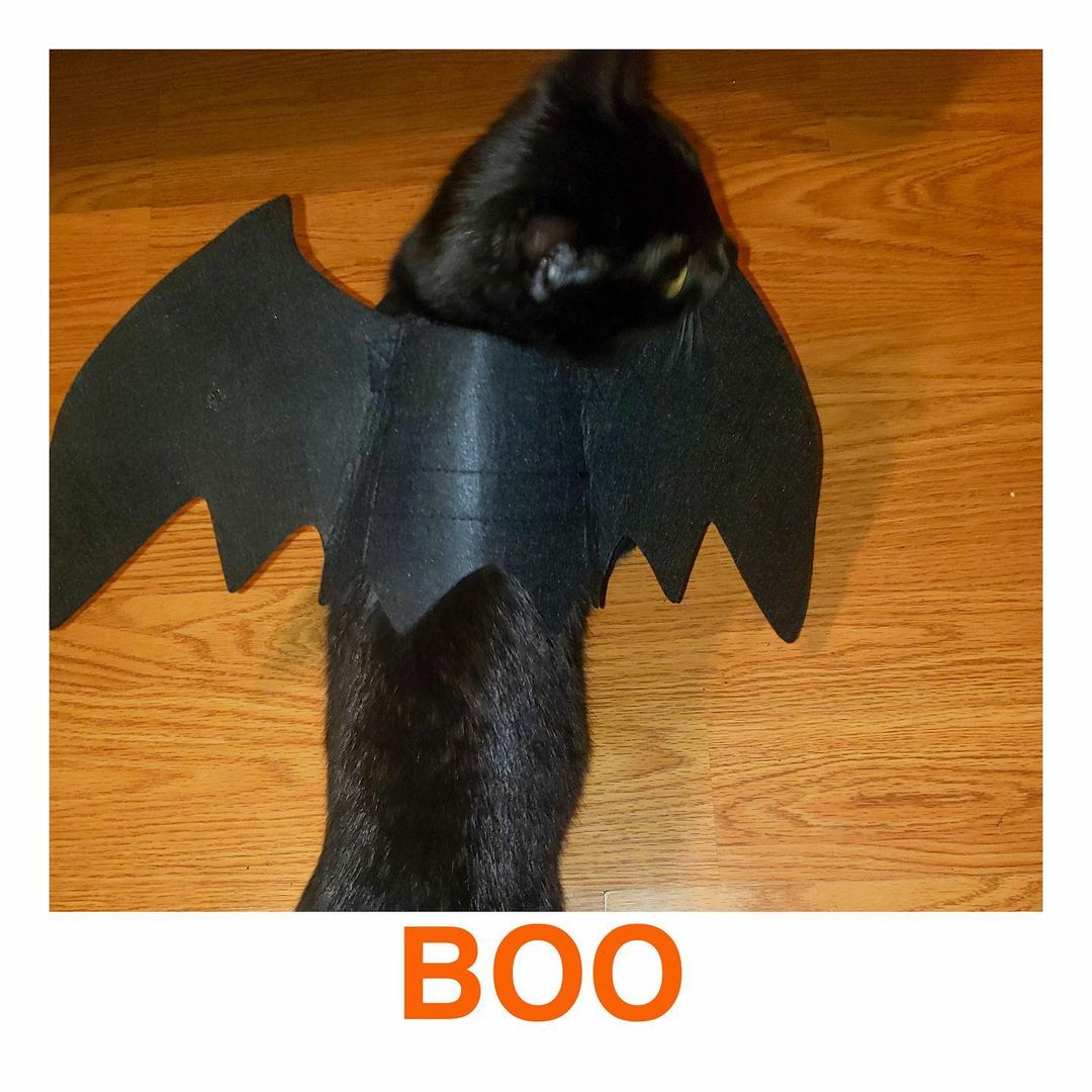 🎃🎃🎃🎃🎃🎃🎃🎃🎃🎃
MEOWLLOWEEN 13thstcats 2021
🦇 “This is Kira. 
We found him on the streets. He's already vaccinated and neutered. Here  He's dress as a sweet toothless dragon “ Mommy 
—————————————————-
<a target='_blank' href='https://www.instagram.com/explore/tags/13thstcatssanjose/'>#13thstcatssanjose</a>  <a target='_blank' href='https://www.instagram.com/explore/tags/catsofinstagram/'>#catsofinstagram</a> <a target='_blank' href='https://www.instagram.com/explore/tags/hiptobetipped13thstcats/'>#hiptobetipped13thstcats</a> <a target='_blank' href='https://www.instagram.com/explore/tags/tnrworks/'>#tnrworks</a> <a target='_blank' href='https://www.instagram.com/explore/tags/tnrsaveslives/'>#tnrsaveslives</a> <a target='_blank' href='https://www.instagram.com/explore/tags/TNR/'>#TNR</a> <a target='_blank' href='https://www.instagram.com/explore/tags/13thstcats/'>#13thstcats</a> <a target='_blank' href='https://www.instagram.com/explore/tags/communitycats/'>#communitycats</a> <a target='_blank' href='https://www.instagram.com/explore/tags/homelessCats/'>#homelessCats</a> <a target='_blank' href='https://www.instagram.com/explore/tags/spayneuter/'>#spayneuter</a> <a target='_blank' href='https://www.instagram.com/explore/tags/spayneutersaveslives/'>#spayneutersaveslives</a> <a target='_blank' href='https://www.instagram.com/explore/tags/toothlessthedragon/'>#toothlessthedragon</a> <a target='_blank' href='https://www.instagram.com/explore/tags/meow/'>#meow</a> <a target='_blank' href='https://www.instagram.com/explore/tags/meowlloween/'>#meowlloween</a> <a target='_blank' href='https://www.instagram.com/explore/tags/halloweencostume/'>#halloweencostume</a> <a target='_blank' href='https://www.instagram.com/explore/tags/halloween/'>#halloween</a>