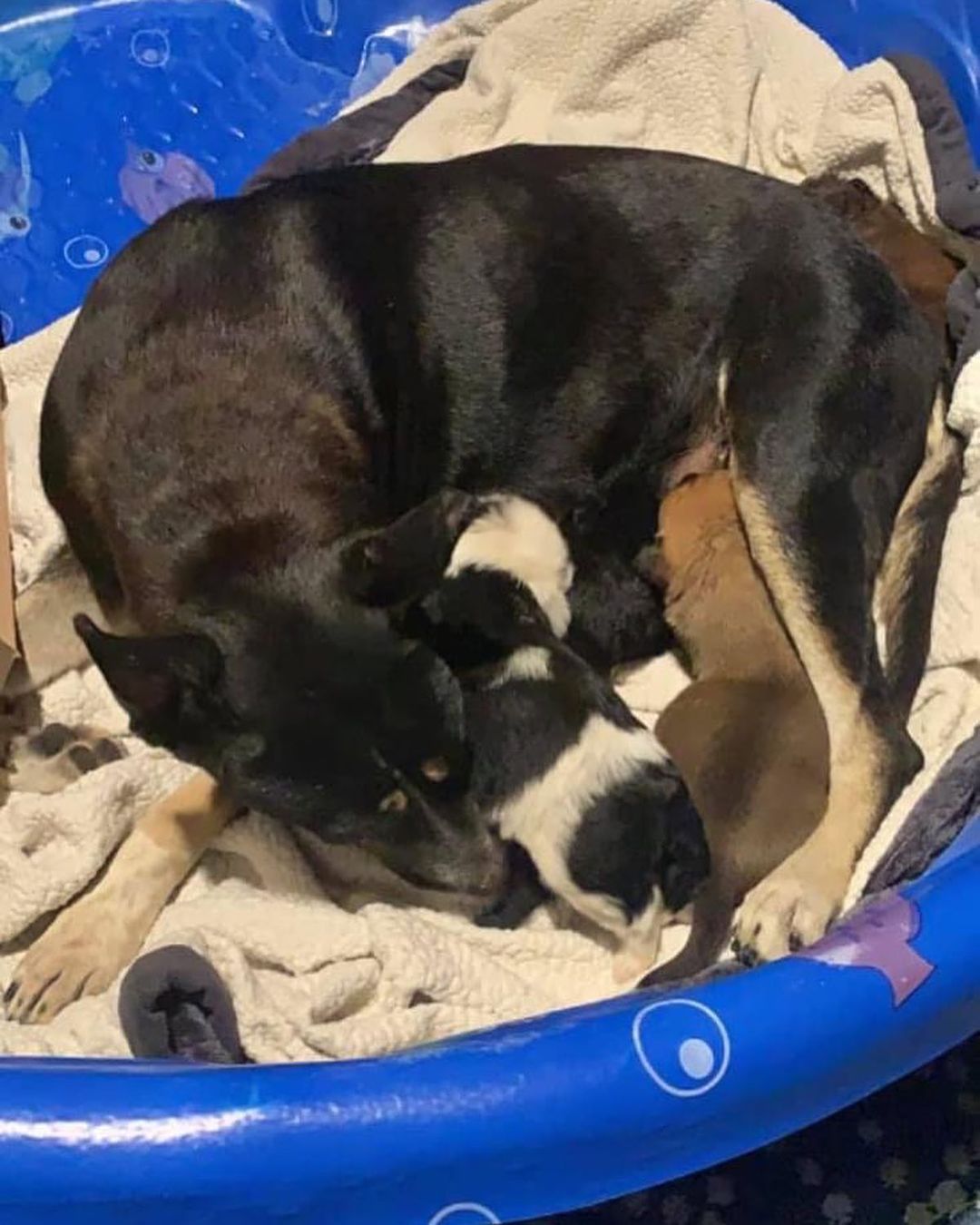 Hello to all of our dog and puppy lovers. 
This is a sad story and we received a desperate plea for help for this dog and her puppies. 

A friend of the person who sent this bought a house where the family was evicted.  The evicted family left ALL of their animals.  Cats, dogs and this mama with puppies.  The house is going to be demolished and rebuilt.￼

The mom and babies are the first priority since the puppies are so young.  Mama is friendly. 

We cover all vet bills, which also includes getting mama and babies spayed/neutered, dewormed and vaccinated, once old enough. We  can also provide food for mama and puppies. 
We will feature them on Petfinder, once they are ready, for adoption and they can come to our Petsmart/Petco adoption days￼. ￼

Please let us know if you have space in your home and heart for these homeless pups and their mama. <a target='_blank' href='https://www.instagram.com/explore/tags/adopt/'>#adopt</a> <a target='_blank' href='https://www.instagram.com/explore/tags/foster/'>#foster</a> <a target='_blank' href='https://www.instagram.com/explore/tags/rescue/'>#rescue</a> <a target='_blank' href='https://www.instagram.com/explore/tags/puppies/'>#puppies</a> <a target='_blank' href='https://www.instagram.com/explore/tags/mamadog/'>#mamadog</a> <a target='_blank' href='https://www.instagram.com/explore/tags/adoptme/'>#adoptme</a> <a target='_blank' href='https://www.instagram.com/explore/tags/adoptables/'>#adoptables</a> <a target='_blank' href='https://www.instagram.com/explore/tags/fosteringsaveslives/'>#fosteringsaveslives</a> <a target='_blank' href='https://www.instagram.com/explore/tags/foster/'>#foster</a> <a target='_blank' href='https://www.instagram.com/explore/tags/fostersanantonio/'>#fostersanantonio</a> <a target='_blank' href='https://www.instagram.com/explore/tags/schertz/'>#schertz</a> <a target='_blank' href='https://www.instagram.com/explore/tags/cibolo/'>#cibolo</a>