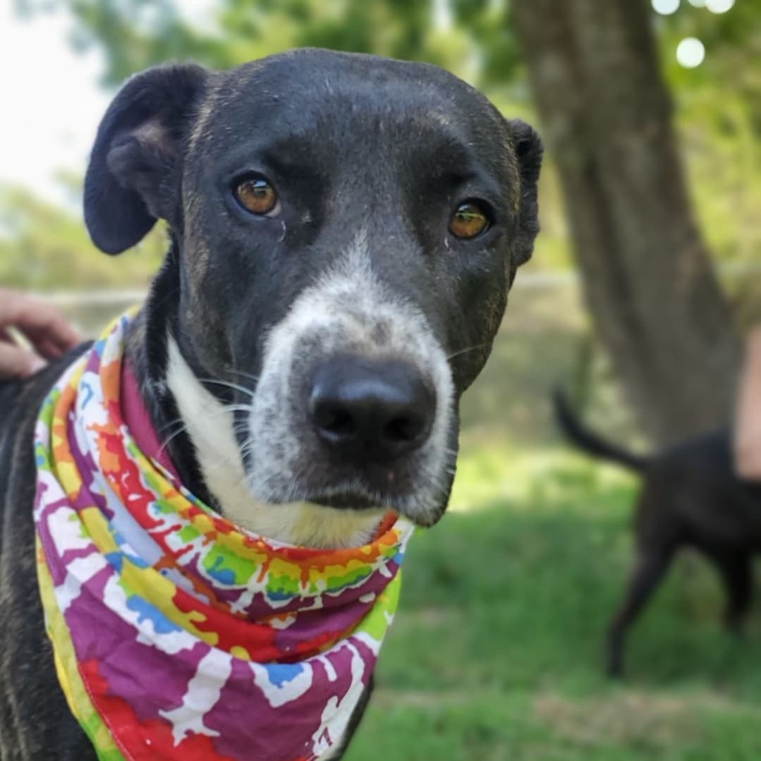 What animal do you think Bunny would be for Halloween? 🤔😉
.
Bunny is a sweet and quiet girl who would love to spend every waking second hanging out with her people. She is a medium energy girl who likes walks and car rides and would do well having a secure yard to roam and rest in. While she is rather reserved, she is so lovable and enjoys being pet and loved on. Bunny would love being in a home with anyone and would get along great with other dogs and children. She is crate-trained, house-trained - would need access to the outside every few hours to avoid making a mistake, and spayed. She is such a love and has been so patient in waiting for a family to recognize her! She would make a great best friend!
.
Are you ready for a BFF? Why not meet Bunny?
➡️➡️ If you’d like to learn more about Bunny, please see the link in our bio. ⬅️⬅️
.
SHARE this with a friend and show Bunny some love by LIKING this photo! 
.
<a target='_blank' href='https://www.instagram.com/explore/tags/halloween2021/'>#halloween2021</a> <a target='_blank' href='https://www.instagram.com/explore/tags/spookyseason/'>#spookyseason</a> <a target='_blank' href='https://www.instagram.com/explore/tags/dog/'>#dog</a> <a target='_blank' href='https://www.instagram.com/explore/tags/halloweendogs/'>#halloweendogs</a> <a target='_blank' href='https://www.instagram.com/explore/tags/dogrescue/'>#dogrescue</a> <a target='_blank' href='https://www.instagram.com/explore/tags/bunny/'>#bunny</a> <a target='_blank' href='https://www.instagram.com/explore/tags/rescues/'>#rescues</a> <a target='_blank' href='https://www.instagram.com/explore/tags/texomadogranch/'>#texomadogranch</a> <a target='_blank' href='https://www.instagram.com/explore/tags/texoma/'>#texoma</a> <a target='_blank' href='https://www.instagram.com/explore/tags/denison/'>#denison</a> <a target='_blank' href='https://www.instagram.com/explore/tags/denisontx/'>#denisontx</a> <a target='_blank' href='https://www.instagram.com/explore/tags/denisontexas/'>#denisontexas</a> <a target='_blank' href='https://www.instagram.com/explore/tags/adoptable/'>#adoptable</a> <a target='_blank' href='https://www.instagram.com/explore/tags/adoptme/'>#adoptme</a> <a target='_blank' href='https://www.instagram.com/explore/tags/adoptadog/'>#adoptadog</a> <a target='_blank' href='https://www.instagram.com/explore/tags/adoptthisdog/'>#adoptthisdog</a> <a target='_blank' href='https://www.instagram.com/explore/tags/lovedogs/'>#lovedogs</a> <a target='_blank' href='https://www.instagram.com/explore/tags/thisishalloween/'>#thisishalloween</a> <a target='_blank' href='https://www.instagram.com/explore/tags/trickortreat/'>#trickortreat</a>