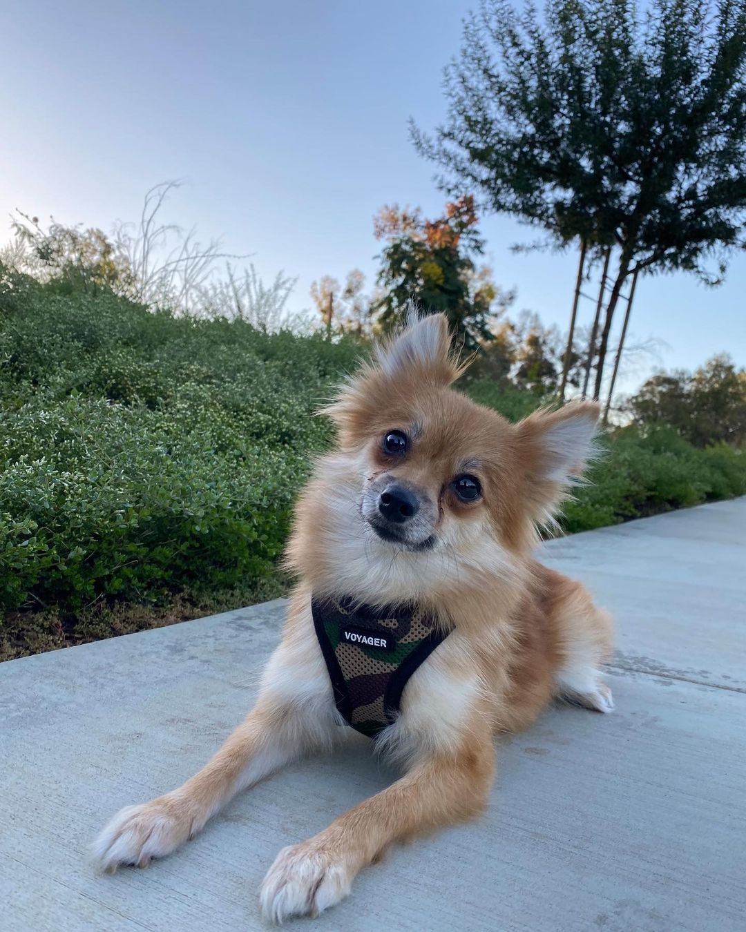 Sweet Chelsea! This girl just loves to be held and get plenty of kisses💕 She loves other dogs and is looking for a soft-spoken family with another doggy companion! Learn more about Chelsea and submit an adoption application on our website at www.ocpomrescue.com or click the link in our bio!!✨
•
•
•
🐶If you live in the Southern California area and would like to ADOPT a dog from our website/page, fill out an adoption form on our website, www.ocpomrescue.com!

💕If you want to DONATE to us, click the link in our bio!

♡If you would like to FOSTER with us, follow the link in our bio!!

All animals adopted will be spayed/neutered, microchipped, and vaccinated.

🏡Home checks are required. (virtual, emailed to info@ocpomrescue.com)

Adopt me, or share with a friend!!❣️