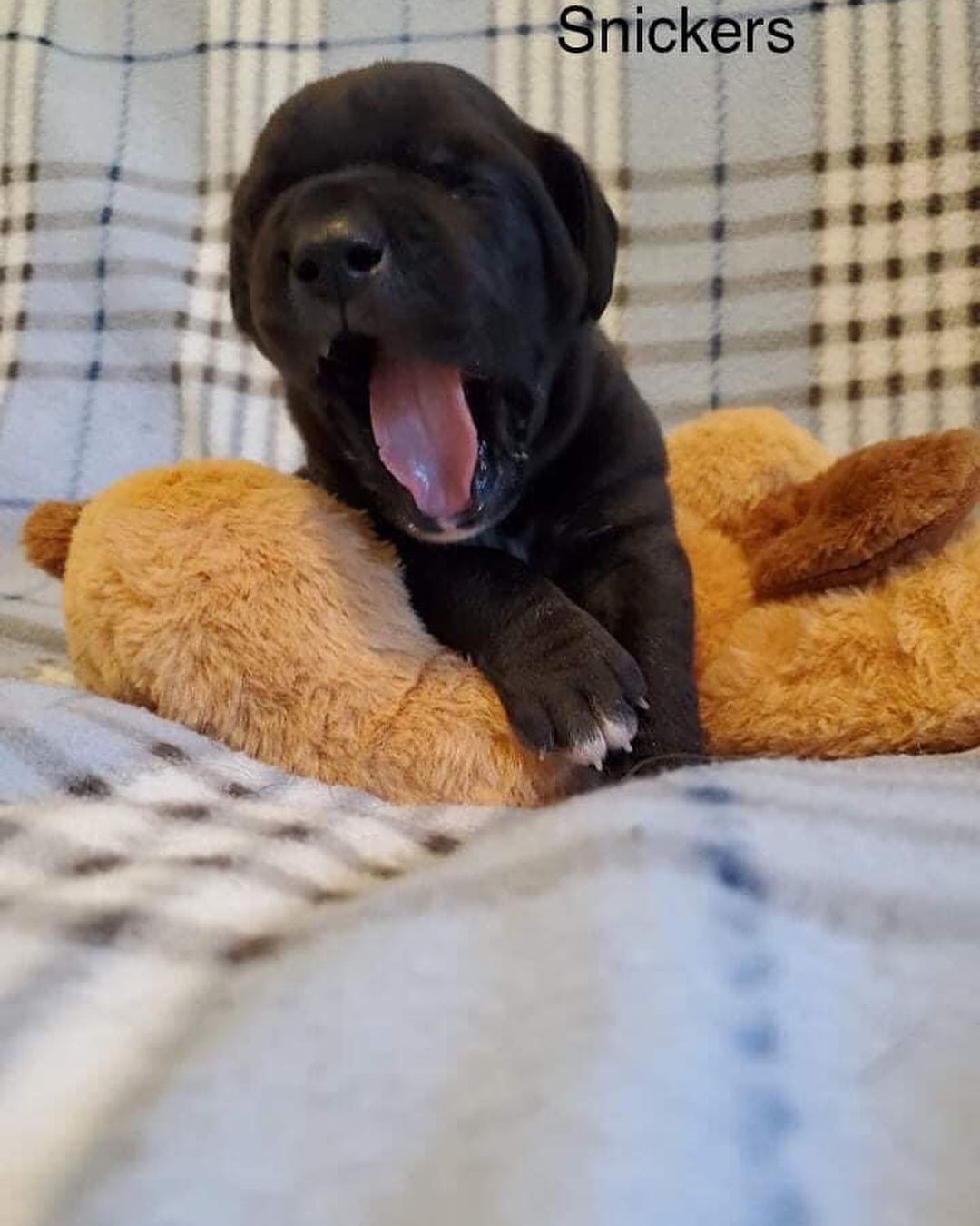 Updated pics of the Bluey litter! 

They love the puppies from Amazon. At $30-$40 each, it would be impossible for us to purchase them for each litter. Thank you to everyone that purchased from their Amazon list! They will go to their furever homes as well. 

<a target='_blank' href='https://www.instagram.com/explore/tags/bdhp/'>#bdhp</a> <a target='_blank' href='https://www.instagram.com/explore/tags/bdhpi/'>#bdhpi</a> <a target='_blank' href='https://www.instagram.com/explore/tags/bigdogshugepaws/'>#bigdogshugepaws</a>