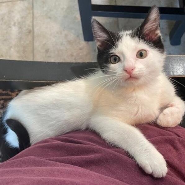 Clarabelle is a beautiful two month old girl with unique coloring; she's all white except for her black ears and tail. She LOVES to be picked up and snuggled and then play with her sister and her foster family's small doggo. Clarabelle is currently at the Petco in Katy/Cinco Ranch (24944 FM 1093) go hold her and see for yourself how sweet she really is!⠀
⠀
<a target='_blank' href='https://www.instagram.com/explore/tags/houstonpetsalive/'>#houstonpetsalive</a> <a target='_blank' href='https://www.instagram.com/explore/tags/clarabelle/'>#clarabelle</a> <a target='_blank' href='https://www.instagram.com/explore/tags/cat/'>#cat</a> <a target='_blank' href='https://www.instagram.com/explore/tags/cats/'>#cats</a> <a target='_blank' href='https://www.instagram.com/explore/tags/catsofinstagram/'>#catsofinstagram</a> <a target='_blank' href='https://www.instagram.com/explore/tags/cats_of_instagram/'>#cats_of_instagram</a> <a target='_blank' href='https://www.instagram.com/explore/tags/kitten/'>#kitten</a> <a target='_blank' href='https://www.instagram.com/explore/tags/kittens/'>#kittens</a> <a target='_blank' href='https://www.instagram.com/explore/tags/kittensofinstagram/'>#kittensofinstagram</a> <a target='_blank' href='https://www.instagram.com/explore/tags/kittens_of_instagram/'>#kittens_of_instagram</a> <a target='_blank' href='https://www.instagram.com/explore/tags/whitecat/'>#whitecat</a> <a target='_blank' href='https://www.instagram.com/explore/tags/whitekitten/'>#whitekitten</a> <a target='_blank' href='https://www.instagram.com/explore/tags/blackandwhitecat/'>#blackandwhitecat</a> <a target='_blank' href='https://www.instagram.com/explore/tags/blackandwhite/'>#blackandwhite</a> <a target='_blank' href='https://www.instagram.com/explore/tags/houston/'>#houston</a> <a target='_blank' href='https://www.instagram.com/explore/tags/htx/'>#htx</a> <a target='_blank' href='https://www.instagram.com/explore/tags/cutecat/'>#cutecat</a> <a target='_blank' href='https://www.instagram.com/explore/tags/cutekitten/'>#cutekitten</a> <a target='_blank' href='https://www.instagram.com/explore/tags/houstonrescue/'>#houstonrescue</a> <a target='_blank' href='https://www.instagram.com/explore/tags/rescue/'>#rescue</a> <a target='_blank' href='https://www.instagram.com/explore/tags/adopt/'>#adopt</a> <a target='_blank' href='https://www.instagram.com/explore/tags/adoptable/'>#adoptable</a> <a target='_blank' href='https://www.instagram.com/explore/tags/adoptnow/'>#adoptnow</a> <a target='_blank' href='https://www.instagram.com/explore/tags/adoptdontshop/'>#adoptdontshop</a> <a target='_blank' href='https://www.instagram.com/explore/tags/petco/'>#petco</a>  <a target='_blank' href='https://www.instagram.com/explore/tags/rescuecat/'>#rescuecat</a> <a target='_blank' href='https://www.instagram.com/explore/tags/adoptacat/'>#adoptacat</a> <a target='_blank' href='https://www.instagram.com/explore/tags/saveacat/'>#saveacat</a> <a target='_blank' href='https://www.instagram.com/explore/tags/adoption/'>#adoption</a> <a target='_blank' href='https://www.instagram.com/explore/tags/adoptakitten/'>#adoptakitten</a>