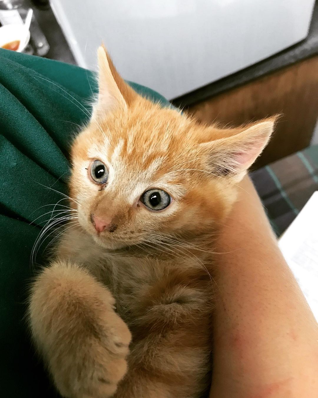 Meet the Addams Family kitten litter! 

Four 8-week-old kittens ready for adoption and as sweet as ever!

1 - Morticia (female)
2 - Pugsley (male)
3 - Wednesday (female)
4 - Gomez (male) 

<a target='_blank' href='https://www.instagram.com/explore/tags/BMHAKittens/'>#BMHAKittens</a> <a target='_blank' href='https://www.instagram.com/explore/tags/rescuekittens/'>#rescuekittens</a> <a target='_blank' href='https://www.instagram.com/explore/tags/animalrescue/'>#animalrescue</a> <a target='_blank' href='https://www.instagram.com/explore/tags/easternoregon/'>#easternoregon</a>