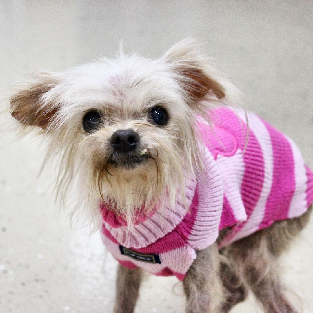 Happy Wednesday from our little gremlin, Peppa💕
Peppa may be a little worse for wear right now, but we’ll fix her up in no time. She is incredibly sweet, loves a good nap, and cmon- that little tooth😍
She got her name because despite being old, stiff, and missing lots of hair, she still has pep in her step!
For more info or to apply to adopt Peppa, a little greml- I mean, Yorkie mix, visit ReachRescue.org! 

<a target='_blank' href='https://www.instagram.com/explore/tags/adoptdontshop/'>#adoptdontshop</a> <a target='_blank' href='https://www.instagram.com/explore/tags/dogsofinstagram/'>#dogsofinstagram</a> <a target='_blank' href='https://www.instagram.com/explore/tags/rescuedogsofinstagram/'>#rescuedogsofinstagram</a> <a target='_blank' href='https://www.instagram.com/explore/tags/rescuedog/'>#rescuedog</a> <a target='_blank' href='https://www.instagram.com/explore/tags/rescue/'>#rescue</a> <a target='_blank' href='https://www.instagram.com/explore/tags/reachrescue/'>#reachrescue</a> <a target='_blank' href='https://www.instagram.com/explore/tags/dogs/'>#dogs</a> <a target='_blank' href='https://www.instagram.com/explore/tags/dog/'>#dog</a> <a target='_blank' href='https://www.instagram.com/explore/tags/doggo/'>#doggo</a> <a target='_blank' href='https://www.instagram.com/explore/tags/dogstagram/'>#dogstagram</a> <a target='_blank' href='https://www.instagram.com/explore/tags/dogoftheday/'>#dogoftheday</a> <a target='_blank' href='https://www.instagram.com/explore/tags/dogoftheweek/'>#dogoftheweek</a> <a target='_blank' href='https://www.instagram.com/explore/tags/dogsofinstaworld/'>#dogsofinstaworld</a> <a target='_blank' href='https://www.instagram.com/explore/tags/dog_features/'>#dog_features</a> <a target='_blank' href='https://www.instagram.com/explore/tags/dogsofinsta/'>#dogsofinsta</a> <a target='_blank' href='https://www.instagram.com/explore/tags/dogsofig/'>#dogsofig</a> <a target='_blank' href='https://www.instagram.com/explore/tags/instadog/'>#instadog</a>