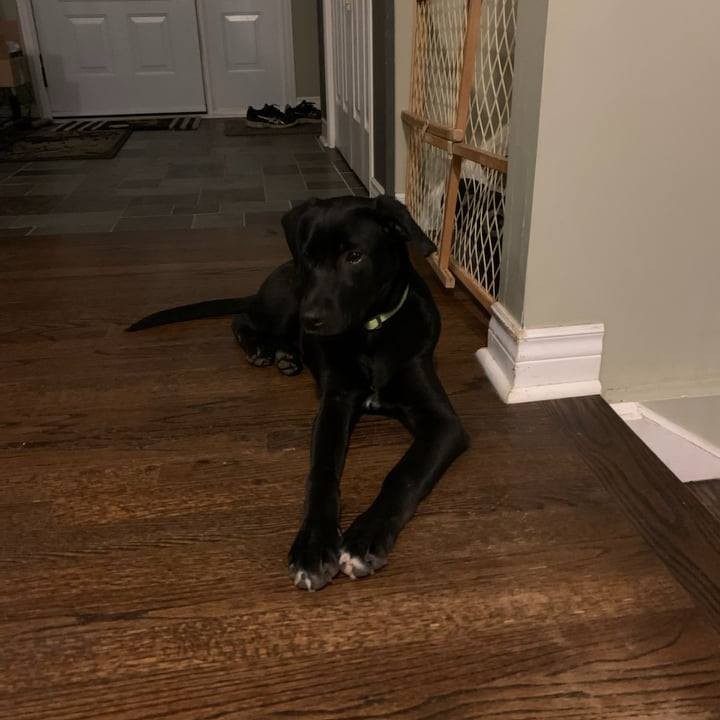 ** Available for Adoption ** 

Brittany is so excited to pose for her adoption photo, her tail won't stop wiggling! You can see her settled into her foster home in these pictures.

Brittany is a 3 month old lab cross puppy who is looking for her new home. She is good with other animals but since she is a goofy puppy who hasn't had much training yet, she doesn't know that she should always keep 4 on the floor yet! She is still learning. 

If you would like to offer Brittany a home, you can complete an application at https://outrunrescue.com/dog-application.

<a target='_blank' href='https://www.instagram.com/explore/tags/outrunrescue/'>#outrunrescue</a> <a target='_blank' href='https://www.instagram.com/explore/tags/outrunanimalrehabilitationcenter/'>#outrunanimalrehabilitationcenter</a> <a target='_blank' href='https://www.instagram.com/explore/tags/donate/'>#donate</a> <a target='_blank' href='https://www.instagram.com/explore/tags/donatetoday/'>#donatetoday</a> <a target='_blank' href='https://www.instagram.com/explore/tags/adoptdontshop/'>#adoptdontshop</a> <a target='_blank' href='https://www.instagram.com/explore/tags/rescuedog/'>#rescuedog</a> <a target='_blank' href='https://www.instagram.com/explore/tags/rescuepup/'>#rescuepup</a> <a target='_blank' href='https://www.instagram.com/explore/tags/dog/'>#dog</a> <a target='_blank' href='https://www.instagram.com/explore/tags/rescuedismyfavouritebreed/'>#rescuedismyfavouritebreed</a> <a target='_blank' href='https://www.instagram.com/explore/tags/animalrescue/'>#animalrescue</a> <a target='_blank' href='https://www.instagram.com/explore/tags/sponsorship/'>#sponsorship</a> <a target='_blank' href='https://www.instagram.com/explore/tags/sponsorananimal/'>#sponsorananimal</a> <a target='_blank' href='https://www.instagram.com/explore/tags/simcoecounty/'>#simcoecounty</a> <a target='_blank' href='https://www.instagram.com/explore/tags/alliston/'>#alliston</a> <a target='_blank' href='https://www.instagram.com/explore/tags/Lisle/'>#Lisle</a> <a target='_blank' href='https://www.instagram.com/explore/tags/tottenham/'>#tottenham</a> <a target='_blank' href='https://www.instagram.com/explore/tags/loretto/'>#loretto</a> <a target='_blank' href='https://www.instagram.com/explore/tags/beeton/'>#beeton</a> <a target='_blank' href='https://www.instagram.com/explore/tags/humpday/'>#humpday</a> <a target='_blank' href='https://www.instagram.com/explore/tags/woofwednesday/'>#woofwednesday</a> <a target='_blank' href='https://www.instagram.com/explore/tags/wetnosewednesday/'>#wetnosewednesday</a> <a target='_blank' href='https://www.instagram.com/explore/tags/whiskeywednesday/'>#whiskeywednesday</a> <a target='_blank' href='https://www.instagram.com/explore/tags/wednesdaywisdom/'>#wednesdaywisdom</a>