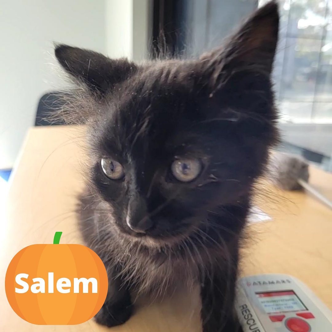 Have you picked your special Halloween 👻 foster to take home this weekend? Best Friends Salt Lake City has all kinds of pets 🐶🐱to choose from, and we'll set you up with your perfect match! See some of our pets needing short term fosters below:

🎃 Seymour, male, 2 months old 
🎃 Peak, female, 1 year old 
🎃 Scarecrow, male, 3 months old 
🎃 Isabelle, female, 2 years old 
🎃 Roland, male, 8 years old 
🎃 Salem, male, 2 months old 
🎃 James Bond, male, 5 years old 
🎃 Shang-Chi, male, 2 months old 
🎃 Edna, female, 2 months old 
🎃 Doyle, male, 10 years old 

New to fostering? Fill out the dog or cat and kitten survey at bit.ly/BFUTFoster (DM us for a link) to get started mentioning the pet by name, and our foster team will contact you with all the details. 

Fostered with us before? Email utahfoster@bestfriends.org.

🎃You may also visit our Lifesaving Center at 2005 S. 1100 E. in Salt Lake City October 29-30 from 12-6pm and October 31 from 12-4pm to pick a pet to short term foster over the weekend 🎃 

Learn more about our Salt Lake City foster program at bit.ly/BFUTFoster (DM us for a link). 

<a target='_blank' href='https://www.instagram.com/explore/tags/SaveThemAll/'>#SaveThemAll</a> <a target='_blank' href='https://www.instagram.com/explore/tags/BestFriendsAnimalSociety/'>#BestFriendsAnimalSociety</a> <a target='_blank' href='https://www.instagram.com/explore/tags/adoptdontshop/'>#adoptdontshop</a> <a target='_blank' href='https://www.instagram.com/explore/tags/Utah/'>#Utah</a> <a target='_blank' href='https://www.instagram.com/explore/tags/SLC/'>#SLC</a> <a target='_blank' href='https://www.instagram.com/explore/tags/SaltLakeCity/'>#SaltLakeCity</a> <a target='_blank' href='https://www.instagram.com/explore/tags/BestFriendsUtah/'>#BestFriendsUtah</a> <a target='_blank' href='https://www.instagram.com/explore/tags/fosteringsaveslives/'>#fosteringsaveslives</a> <a target='_blank' href='https://www.instagram.com/explore/tags/fosterpet/'>#fosterpet</a> <a target='_blank' href='https://www.instagram.com/explore/tags/foster/'>#foster</a> <a target='_blank' href='https://www.instagram.com/explore/tags/catfoster/'>#catfoster</a> <a target='_blank' href='https://www.instagram.com/explore/tags/dogfoster/'>#dogfoster</a> <a target='_blank' href='https://www.instagram.com/explore/tags/kittenfoster/'>#kittenfoster</a> <a target='_blank' href='https://www.instagram.com/explore/tags/BestFriendsSLC/'>#BestFriendsSLC</a> <a target='_blank' href='https://www.instagram.com/explore/tags/NKUT/'>#NKUT</a>