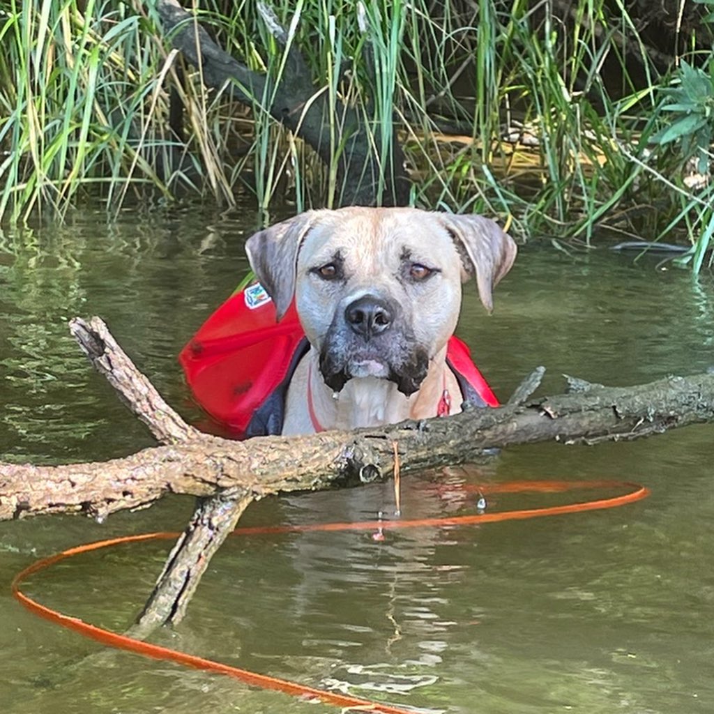 Are you an no active person looking for an active dog? Are you looking for a dog to join you on your trips to the river, lake, or beach? What about a pup to take on long hikes or for your daily run? Well I’m your gal! My name is Veela and I’m a 2 year old, 57 lb Shepherd mix who is looking for a family to call my own. I definitely need a family who will spoil me beause I’ve had a hard life so far. I like to have fun and have a fair amount of energy but nothing a couple long walks and some backyard time wouldn’t take care of. To learn more about me and how to adopt, go to the link in our bio!

<a target='_blank' href='https://www.instagram.com/explore/tags/adoptabledog/'>#adoptabledog</a> <a target='_blank' href='https://www.instagram.com/explore/tags/adoptdontshop/'>#adoptdontshop</a> <a target='_blank' href='https://www.instagram.com/explore/tags/opttoadopt/'>#opttoadopt</a> <a target='_blank' href='https://www.instagram.com/explore/tags/ophrescue/'>#ophrescue</a> <a target='_blank' href='https://www.instagram.com/explore/tags/savedogs/'>#savedogs</a> <a target='_blank' href='https://www.instagram.com/explore/tags/dogrescue/'>#dogrescue</a> <a target='_blank' href='https://www.instagram.com/explore/tags/rescuedogs/'>#rescuedogs</a> <a target='_blank' href='https://www.instagram.com/explore/tags/mustlovedogs/'>#mustlovedogs</a> <a target='_blank' href='https://www.instagram.com/explore/tags/rescuedismyfavoritebreed/'>#rescuedismyfavoritebreed</a> <a target='_blank' href='https://www.instagram.com/explore/tags/rescuedogsofinstagram/'>#rescuedogsofinstagram</a>
<a target='_blank' href='https://www.instagram.com/explore/tags/cutedog/'>#cutedog</a> <a target='_blank' href='https://www.instagram.com/explore/tags/dogsofinstagram/'>#dogsofinstagram</a> <a target='_blank' href='https://www.instagram.com/explore/tags/dogstagram/'>#dogstagram</a> <a target='_blank' href='https://www.instagram.com/explore/tags/doggie/'>#doggie</a> <a target='_blank' href='https://www.instagram.com/explore/tags/dogslife/'>#dogslife</a> <a target='_blank' href='https://www.instagram.com/explore/tags/rescuedogsrock/'>#rescuedogsrock</a>