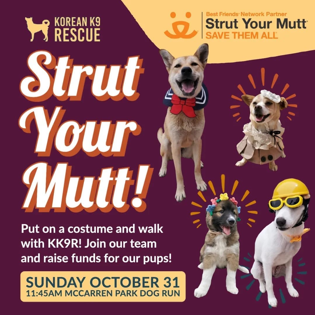 Why do we strut? We strut because we're saving thousands of dogs in Korea. Register at http://support.bestfriends.org/go-to/kk9r2021 to join us Sunday, October 31st, and help more dogs find their forever homes.

We’ll be meeting up at the McCarren Park dog run (N. 12th & Driggs Avenue/Union Avenue) at 11:45am for our costumed walk. Afterward, we’ll kick off our Howl-o-ween Party with our costume contest, gift bags, snacks, refreshments, and more.

We can’t wait to see you there!