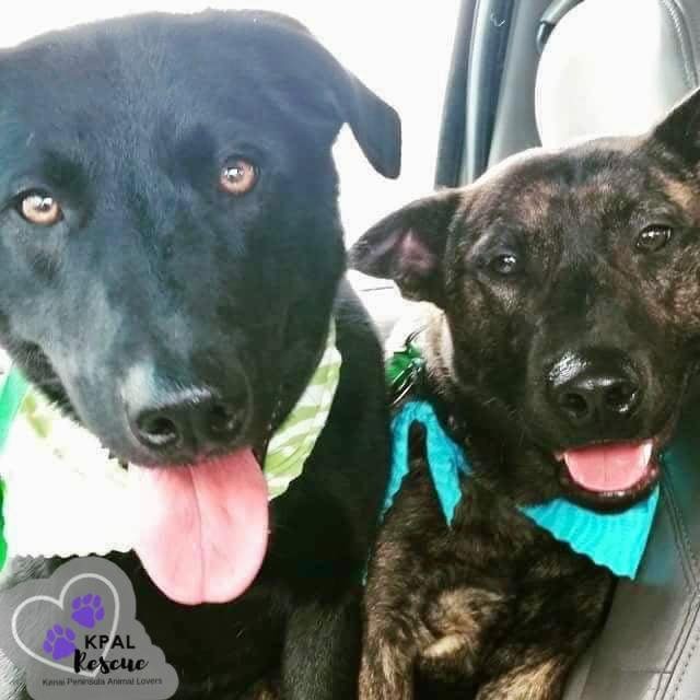 🚨 URGENT 🚨 
FOSTER NEEDED 🐾

Oliver and Dozer need a foster! 💜 These sweet dogs need to come into rescue but we can’t bring them in without a foster. We’re hoping to have them fostered (and eventually adopted) together as they’ve been together their entire lives. Both were born in 2014; Dozer is a Shepherd mix and Oliver is a Lab/Collie mix. They are both potty-trained and love pets. Their owner tells us they are great with kids and have been good with the other dogs they’ve been properly introduced to, along with cats. They are described as “some of the best dogs others have ever met”. 💕

Foster homes love and care for the pets in rescue during the interim time from surrender to adoption. Commitment times vary but it’s usually anywhere from 2 weeks to 90 days. While in foster, we provide supplies (kennel, leash, collar, potty pads if needed, etc.), food, and vet care. Our fosters supply the love and safety for the animal until they are adopted into their new home. 🤗 More information on fostering can be found in this great article: https://poochonacouch.com/guide-to-fostering-dogs/

Considering becoming a foster? We’d love to chat! Our Foster Application can be found on https://kpalrescue.org/foster-volunteer/. Foster homes must be located in/around Kenai/Soldotna due to logistics. Please share!

<a target='_blank' href='https://www.instagram.com/explore/tags/kpalrescue/'>#kpalrescue</a>