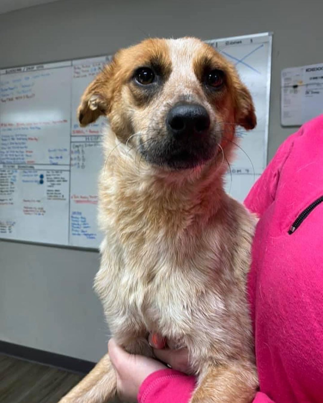 Just some drugged up ‘Kids! 

Now that Dr. Bishop got the hard FHO surgeries and amputation completed, it was time for the easy stuff! 

Getting everyone spayed and neutered this week so that we can bring up some of our ‘Kids from Mississippi next week!