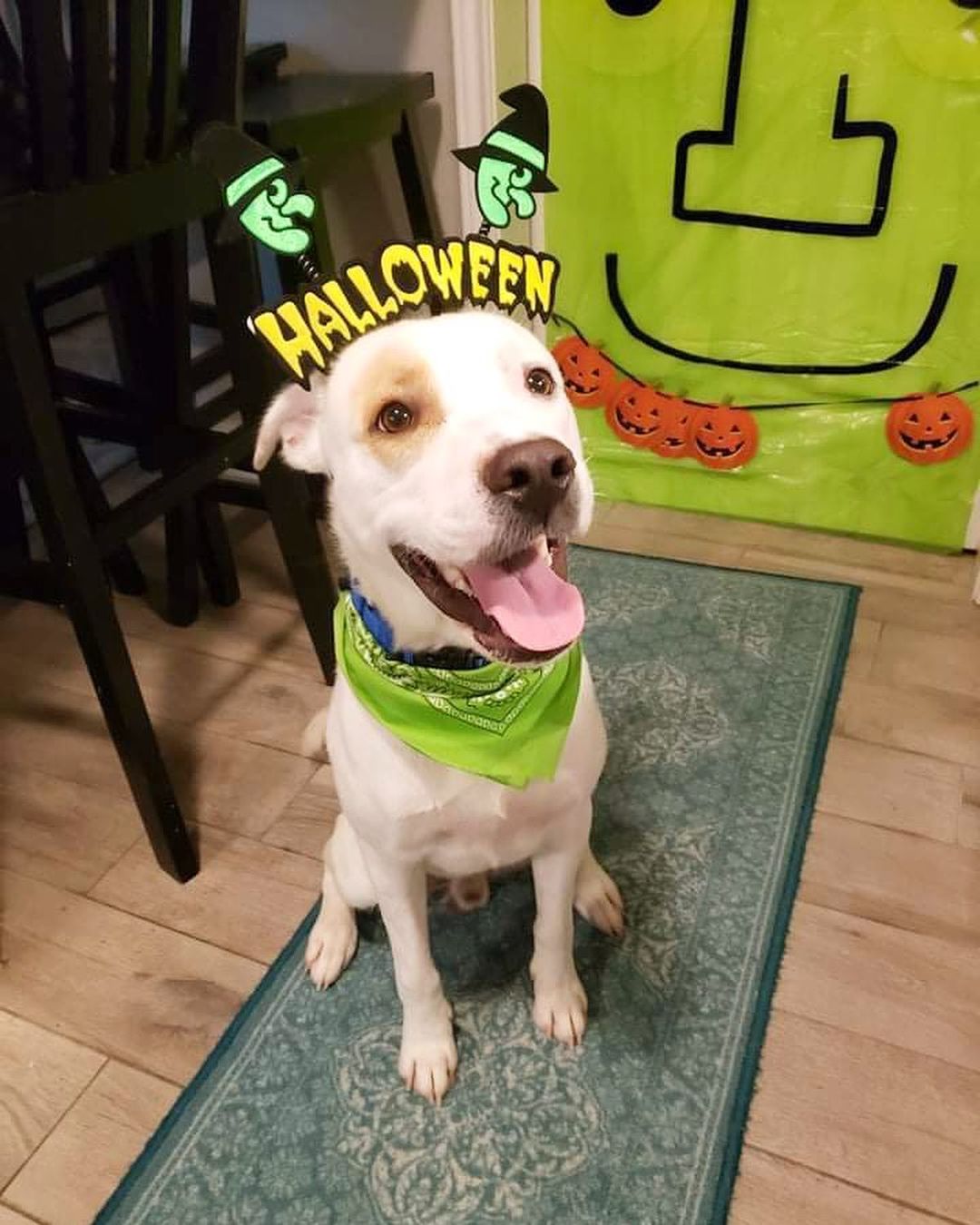 Howl-o-ween is right around the corner! What are you dressing up as? 

Shiner would like to go as an adopted dog 😏 Can you make his wish come true? 
<a target='_blank' href='https://www.instagram.com/explore/tags/howloween/'>#howloween</a> <a target='_blank' href='https://www.instagram.com/explore/tags/trickortreat/'>#trickortreat</a> <a target='_blank' href='https://www.instagram.com/explore/tags/rescuedogsofinstagram/'>#rescuedogsofinstagram</a> <a target='_blank' href='https://www.instagram.com/explore/tags/rescuedismyfavoritebreed/'>#rescuedismyfavoritebreed</a> <a target='_blank' href='https://www.instagram.com/explore/tags/muttsofinstagram/'>#muttsofinstagram</a> <a target='_blank' href='https://www.instagram.com/explore/tags/fosteringsaveslives/'>#fosteringsaveslives</a> <a target='_blank' href='https://www.instagram.com/explore/tags/houstondogs/'>#houstondogs</a>