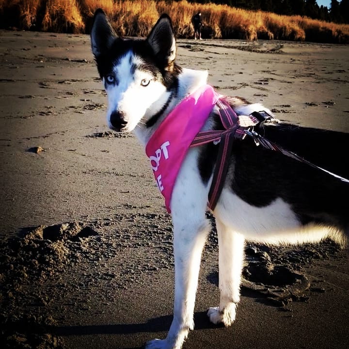 Sunday Fundays were made for beach walks, looking for jellyfish & meeting new pals! 
Nova loved chillin' in the salty air & soaking up the sunshine! ☀️ Me too, girl! 🙌
<a target='_blank' href='https://www.instagram.com/explore/tags/kpalrescue/'>#kpalrescue</a> 
<a target='_blank' href='https://www.instagram.com/explore/tags/adoptme/'>#adoptme</a>
<a target='_blank' href='https://www.instagram.com/explore/tags/staysalty/'>#staysalty</a> 
<a target='_blank' href='https://www.instagram.com/explore/tags/sundayfunday/'>#sundayfunday</a>
