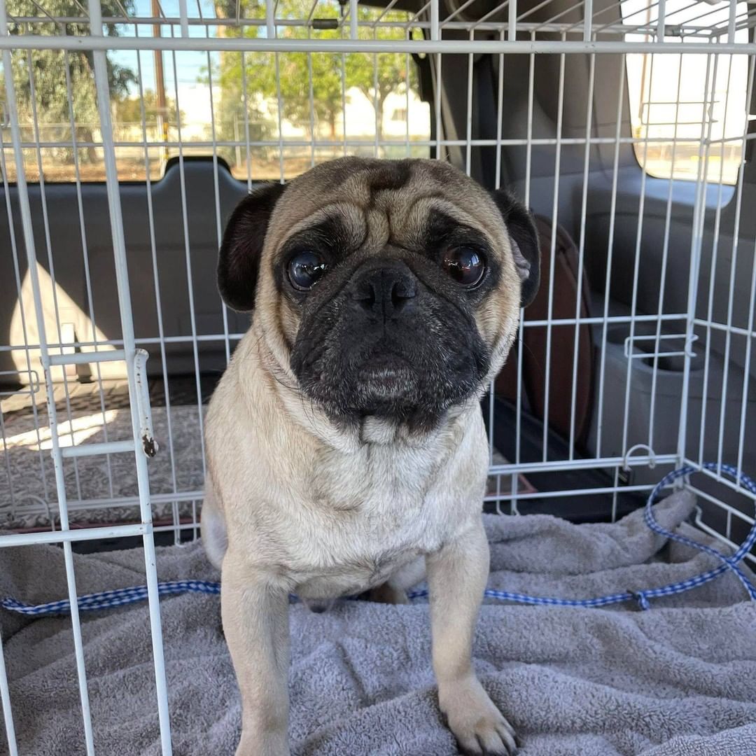 NAME THAT PUG!

We just rescued this little guy from San Bernardino. What shall we name him? <a target='_blank' href='https://www.instagram.com/explore/tags/pugs/'>#pugs</a> <a target='_blank' href='https://www.instagram.com/explore/tags/pugsofinstagram/'>#pugsofinstagram</a> <a target='_blank' href='https://www.instagram.com/explore/tags/rescuedogsofinstagram/'>#rescuedogsofinstagram</a> <a target='_blank' href='https://www.instagram.com/explore/tags/rescuepup/'>#rescuepup</a> <a target='_blank' href='https://www.instagram.com/explore/tags/rescuepugs/'>#rescuepugs</a> <a target='_blank' href='https://www.instagram.com/explore/tags/namethatpug/'>#namethatpug</a>