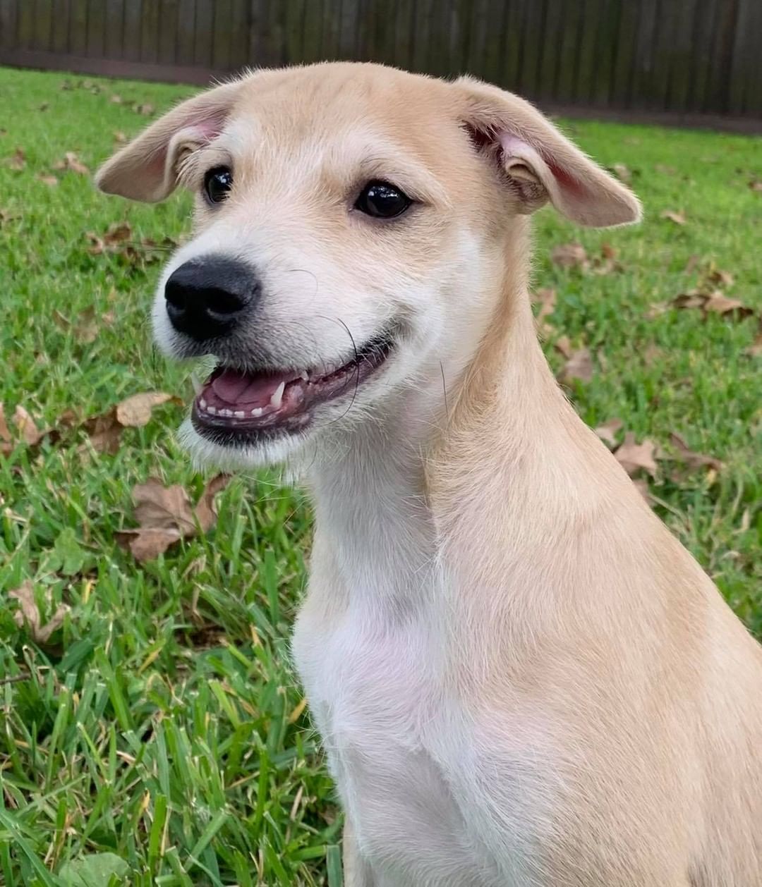 💙🐾🙌🏼
we love it when we have a perfect match!!! Seely has his forever home.. We are so happy Daniel saw Seely and had to have him.. ! Thank you Ashley for saving this guy and fostering.. we know you did an amazing job with him!! 
Congratulations!! 
<a target='_blank' href='https://www.instagram.com/explore/tags/adooteddog/'>#adooteddog</a> 
<a target='_blank' href='https://www.instagram.com/explore/tags/bellesbudsrescue/'>#bellesbudsrescue</a>