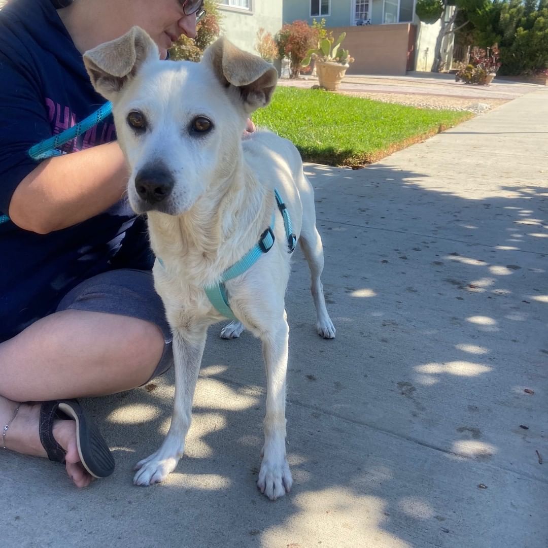 **COURTESY POST** 

Lucas is 2-3yrs old and approximately 29 lbs. He is a very sweet boy who is now looking for his forever home. He was found wandering the streets of Long Beach and when the owner was not found he ended up at the shelter. A good samaritan went and saved him when his stray hold was up and she is now hoping to find his forever home. 
 
Even though this is a courtesy post an application must be filled out if you would like to meet him through the link in our bio or at muttsinneed.org/adoption-application.html
.
.
.
.
.
<a target='_blank' href='https://www.instagram.com/explore/tags/muttsinneed/'>#muttsinneed</a> <a target='_blank' href='https://www.instagram.com/explore/tags/adoptdontshop/'>#adoptdontshop</a> <a target='_blank' href='https://www.instagram.com/explore/tags/muttsofinstagram/'>#muttsofinstagram</a> <a target='_blank' href='https://www.instagram.com/explore/tags/dogsoforangecounty/'>#dogsoforangecounty</a> <a target='_blank' href='https://www.instagram.com/explore/tags/dogsofnewportbeach/'>#dogsofnewportbeach</a> <a target='_blank' href='https://www.instagram.com/explore/tags/orangecountyca/'>#orangecountyca</a> <a target='_blank' href='https://www.instagram.com/explore/tags/newportbeach/'>#newportbeach</a> <a target='_blank' href='https://www.instagram.com/explore/tags/dogs/'>#dogs</a> <a target='_blank' href='https://www.instagram.com/explore/tags/dogsofcalifornia/'>#dogsofcalifornia</a> <a target='_blank' href='https://www.instagram.com/explore/tags/adoptme/'>#adoptme</a> <a target='_blank' href='https://www.instagram.com/explore/tags/adoptabledog/'>#adoptabledog</a> <a target='_blank' href='https://www.instagram.com/explore/tags/adoptableoc/'>#adoptableoc</a> <a target='_blank' href='https://www.instagram.com/explore/tags/fureverhome/'>#fureverhome</a> <a target='_blank' href='https://www.instagram.com/explore/tags/labsofig/'>#labsofig</a> <a target='_blank' href='https://www.instagram.com/explore/tags/labsofinstagram/'>#labsofinstagram</a>