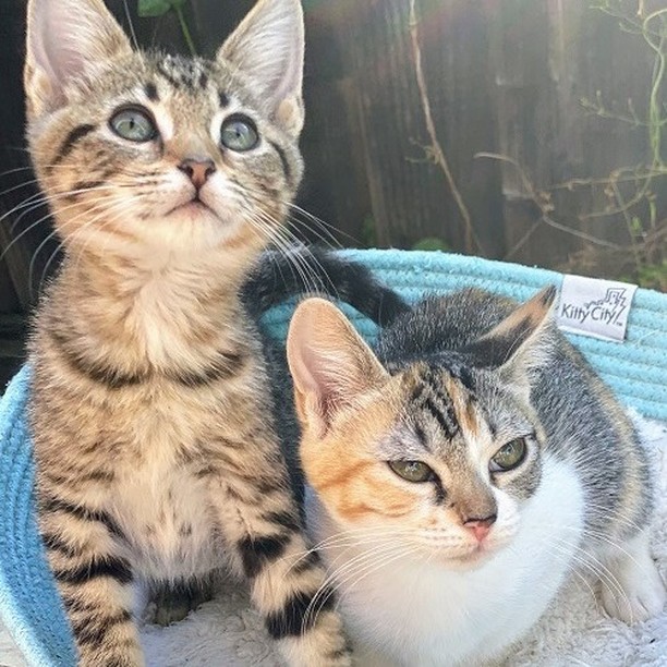 Good morning Bay Area - get your daily dose of sweet purrs and cuteness overload! ❤️ Mocha, Fudge, Paprika and Nutmeg are ready to meet their forever families 😻😻😻😻 

😻Paprika and 😻Nutmeg are two sweetest sisters who purr non-stop. They love belly rubs, people and each other deeply. 
👉https://angelsfurryfriends.org/paprika-and-nutmeg/

😻Fudge and 😻Mocha are curious and gentle brother and sister. Their  personalities are as beautiful as their rare fluffy chocolate hair.
👉https://angelsfurryfriends.org/fudge-and-mocha/

They are spayed/neutered, micro-chipped, vaccinated to age and litter-box trained, can be FIV/FeLV tested upon request. 

If you would like these kittens to become a part of your family please familiarize yourself with our Adoption Process https://angelsfurryfriends.org/adoption-process/
and fill out 🐾Adoption application🐾  to schedule meet and greet https://angelsfurryfriends.org/adoption-application-cats/

❤️THANK YOU!❤️ to all our supporter and contributors 
✅ Want to help more kittens to find their forever homes? Your contribution will make an impact, whether you donate $5 or $500: 
👉 https://angelsfurryfriends.org/donate/
👉PayPal: donations@angelsfurryfriends.org
🐾 Check our website for adoptable animals: https://angelsfurryfriends.org
✅ Apply to become a foster https://angelsfurryfriends.org/foster-application/
✅ Our furry friends will be super happy if you can contribute to our AMAZON wish list: https://www.amazon.com/hz/wishlist/ls/20Z238E5G16UH
✅ Find us on AMAZON SMILE
✅ Angel’s Furry Friends is a Non-Profit 501(3) organization. Your Donations are Tax deductible. Many employers will double your donation (check whether they have gift-matching program) 

<a target='_blank' href='https://www.instagram.com/explore/tags/adoptdontshop/'>#adoptdontshop</a> <a target='_blank' href='https://www.instagram.com/explore/tags/animalrescue/'>#animalrescue</a> <a target='_blank' href='https://www.instagram.com/explore/tags/animalhelp/'>#animalhelp</a> <a target='_blank' href='https://www.instagram.com/explore/tags/doglove/'>#doglove</a> <a target='_blank' href='https://www.instagram.com/explore/tags/catlove/'>#catlove</a> <a target='_blank' href='https://www.instagram.com/explore/tags/dogrescue/'>#dogrescue</a> <a target='_blank' href='https://www.instagram.com/explore/tags/catrescue/'>#catrescue</a> <a target='_blank' href='https://www.instagram.com/explore/tags/streetcats/'>#streetcats</a> <a target='_blank' href='https://www.instagram.com/explore/tags/angelsfurryfriends/'>#angelsfurryfriends</a> <a target='_blank' href='https://www.instagram.com/explore/tags/savealife/'>#savealife</a> <a target='_blank' href='https://www.instagram.com/explore/tags/bekind/'>#bekind</a> <a target='_blank' href='https://www.instagram.com/explore/tags/catsforadoption/'>#catsforadoption</a> <a target='_blank' href='https://www.instagram.com/explore/tags/dogsforadoption/'>#dogsforadoption</a> <a target='_blank' href='https://www.instagram.com/explore/tags/animalwelfare/'>#animalwelfare</a>  <a target='_blank' href='https://www.instagram.com/explore/tags/rescuecat/'>#rescuecat</a> <a target='_blank' href='https://www.instagram.com/explore/tags/rescuedismyfavoritebreed/'>#rescuedismyfavoritebreed</a> <a target='_blank' href='https://www.instagram.com/explore/tags/lifeanimalrescue/'>#lifeanimalrescue</a> <a target='_blank' href='https://www.instagram.com/explore/tags/animalrescuer/'>#animalrescuer</a> <a target='_blank' href='https://www.instagram.com/explore/tags/Mocha/'>#Mocha</a>  <a target='_blank' href='https://www.instagram.com/explore/tags/Fudge/'>#Fudge</a> <a target='_blank' href='https://www.instagram.com/explore/tags/Paprika/'>#Paprika</a> <a target='_blank' href='https://www.instagram.com/explore/tags/Nutmeg/'>#Nutmeg</a> <a target='_blank' href='https://www.instagram.com/explore/tags/kittensforadoption/'>#kittensforadoption</a> <a target='_blank' href='https://www.instagram.com/explore/tags/adoptme/'>#adoptme</a>