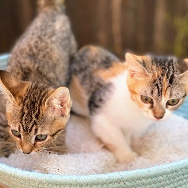 Good morning Bay Area - get your daily dose of sweet purrs and cuteness overload! ❤️ Mocha, Fudge, Paprika and Nutmeg are ready to meet their forever families 😻😻😻😻 

😻Paprika and 😻Nutmeg are two sweetest sisters who purr non-stop. They love belly rubs, people and each other deeply. 
👉https://angelsfurryfriends.org/paprika-and-nutmeg/

😻Fudge and 😻Mocha are curious and gentle brother and sister. Their  personalities are as beautiful as their rare fluffy chocolate hair.
👉https://angelsfurryfriends.org/fudge-and-mocha/

They are spayed/neutered, micro-chipped, vaccinated to age and litter-box trained, can be FIV/FeLV tested upon request. 

If you would like these kittens to become a part of your family please familiarize yourself with our Adoption Process https://angelsfurryfriends.org/adoption-process/
and fill out 🐾Adoption application🐾  to schedule meet and greet https://angelsfurryfriends.org/adoption-application-cats/

❤️THANK YOU!❤️ to all our supporter and contributors 
✅ Want to help more kittens to find their forever homes? Your contribution will make an impact, whether you donate $5 or $500: 
👉 https://angelsfurryfriends.org/donate/
👉PayPal: donations@angelsfurryfriends.org
🐾 Check our website for adoptable animals: https://angelsfurryfriends.org
✅ Apply to become a foster https://angelsfurryfriends.org/foster-application/
✅ Our furry friends will be super happy if you can contribute to our AMAZON wish list: https://www.amazon.com/hz/wishlist/ls/20Z238E5G16UH
✅ Find us on AMAZON SMILE
✅ Angel’s Furry Friends is a Non-Profit 501(3) organization. Your Donations are Tax deductible. Many employers will double your donation (check whether they have gift-matching program) 

<a target='_blank' href='https://www.instagram.com/explore/tags/adoptdontshop/'>#adoptdontshop</a> <a target='_blank' href='https://www.instagram.com/explore/tags/animalrescue/'>#animalrescue</a> <a target='_blank' href='https://www.instagram.com/explore/tags/animalhelp/'>#animalhelp</a> <a target='_blank' href='https://www.instagram.com/explore/tags/doglove/'>#doglove</a> <a target='_blank' href='https://www.instagram.com/explore/tags/catlove/'>#catlove</a> <a target='_blank' href='https://www.instagram.com/explore/tags/dogrescue/'>#dogrescue</a> <a target='_blank' href='https://www.instagram.com/explore/tags/catrescue/'>#catrescue</a> <a target='_blank' href='https://www.instagram.com/explore/tags/streetcats/'>#streetcats</a> <a target='_blank' href='https://www.instagram.com/explore/tags/angelsfurryfriends/'>#angelsfurryfriends</a> <a target='_blank' href='https://www.instagram.com/explore/tags/savealife/'>#savealife</a> <a target='_blank' href='https://www.instagram.com/explore/tags/bekind/'>#bekind</a> <a target='_blank' href='https://www.instagram.com/explore/tags/catsforadoption/'>#catsforadoption</a> <a target='_blank' href='https://www.instagram.com/explore/tags/dogsforadoption/'>#dogsforadoption</a> <a target='_blank' href='https://www.instagram.com/explore/tags/animalwelfare/'>#animalwelfare</a>  <a target='_blank' href='https://www.instagram.com/explore/tags/rescuecat/'>#rescuecat</a> <a target='_blank' href='https://www.instagram.com/explore/tags/rescuedismyfavoritebreed/'>#rescuedismyfavoritebreed</a> <a target='_blank' href='https://www.instagram.com/explore/tags/lifeanimalrescue/'>#lifeanimalrescue</a> <a target='_blank' href='https://www.instagram.com/explore/tags/animalrescuer/'>#animalrescuer</a> <a target='_blank' href='https://www.instagram.com/explore/tags/Mocha/'>#Mocha</a>  <a target='_blank' href='https://www.instagram.com/explore/tags/Fudge/'>#Fudge</a> <a target='_blank' href='https://www.instagram.com/explore/tags/Paprika/'>#Paprika</a> <a target='_blank' href='https://www.instagram.com/explore/tags/Nutmeg/'>#Nutmeg</a> <a target='_blank' href='https://www.instagram.com/explore/tags/kittensforadoption/'>#kittensforadoption</a> <a target='_blank' href='https://www.instagram.com/explore/tags/adoptme/'>#adoptme</a>