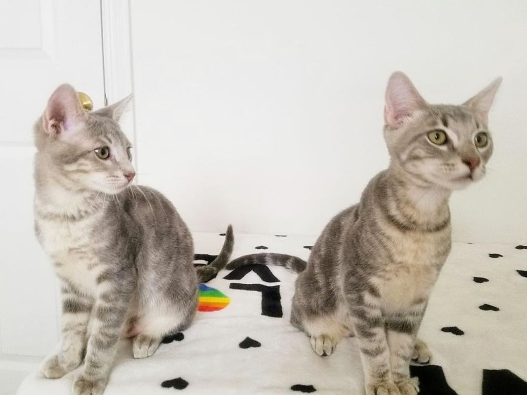 😻😻😻Giorgio & Louis are looking for their loving family❤️ 
 
Lap cats? ✔Check. Arm cats? ✔Check. Shoulder cats? ✔Practically there!
 
Giorgio & Louis have 2 modes:😼 Play and 😻Cuddle. 
 
🐈🐈When it's playtime, everything is a game. Sweeping the floor? Let's hop over that broom. Picking stuff up? Let's do a vertical jump to catch it before it's out of reach. Extra bottle caps, paper bags, blankets? They'll be occupied for a while. They have so much fun being a part of everything you do.
 
❤️❤️If you're looking for feline adoration,  they're your boys. Expect lots of nose boops, and face rubs, making biscuits, and big purr motors. They love being close to you during naptime. If you're sitting down on the couch, make sure you make room for Giorgio & Louis on each of your shoulders.
 
These buddies need to go together or to a household with another active brother or sister. You'll be laughing at their antics non-stop!
 
Please check their Adoption page on our website: https://angelsfurryfriends.org/giorgio-and-louis/
 
If you would like these kittens to become a part of your family please  fill out 🐾Adoption application🐾  https://angelsfurryfriends.org/adoption-application-cats/
 
❤️THANK YOU!❤️ to all our supporter and contributors 
✅ Want to help more kittens to find their forever homes? Your contribution will make an impact: 
👉 https://angelsfurryfriends.org/donate/
🐾 Check our website for adoptable animals: https://angelsfurryfriends.org
✅ Apply to become a foster https://angelsfurryfriends.org/foster-application/
✅ Our furry friends will be super happy if you can contribute to our AMAZON wish list: https://www.amazon.com/hz/wishlist/ls/20Z238E5G16UH
✅ Find us on AMAZON SMILE
✅ Angel’s Furry Friends is a Non-Profit 501(3) organization. Your Donations are Tax deductible.
<a target='_blank' href='https://www.instagram.com/explore/tags/adoptdontshop/'>#adoptdontshop</a> <a target='_blank' href='https://www.instagram.com/explore/tags/animalrescue/'>#animalrescue</a> <a target='_blank' href='https://www.instagram.com/explore/tags/animalhelp/'>#animalhelp</a> <a target='_blank' href='https://www.instagram.com/explore/tags/catlove/'>#catlove</a>  <a target='_blank' href='https://www.instagram.com/explore/tags/catrescue/'>#catrescue</a>  <a target='_blank' href='https://www.instagram.com/explore/tags/savealife/'>#savealife</a> <a target='_blank' href='https://www.instagram.com/explore/tags/bekind/'>#bekind</a> <a target='_blank' href='https://www.instagram.com/explore/tags/catsforadoption/'>#catsforadoption</a> <a target='_blank' href='https://www.instagram.com/explore/tags/rescuedismyfavoritebreed/'>#rescuedismyfavoritebreed</a>  <a target='_blank' href='https://www.instagram.com/explore/tags/Giorgio/'>#Giorgio</a>  <a target='_blank' href='https://www.instagram.com/explore/tags/Louis/'>#Louis</a>  <a target='_blank' href='https://www.instagram.com/explore/tags/kittensforadoption/'>#kittensforadoption</a> <a target='_blank' href='https://www.instagram.com/explore/tags/adoptme/'>#adoptme</a>