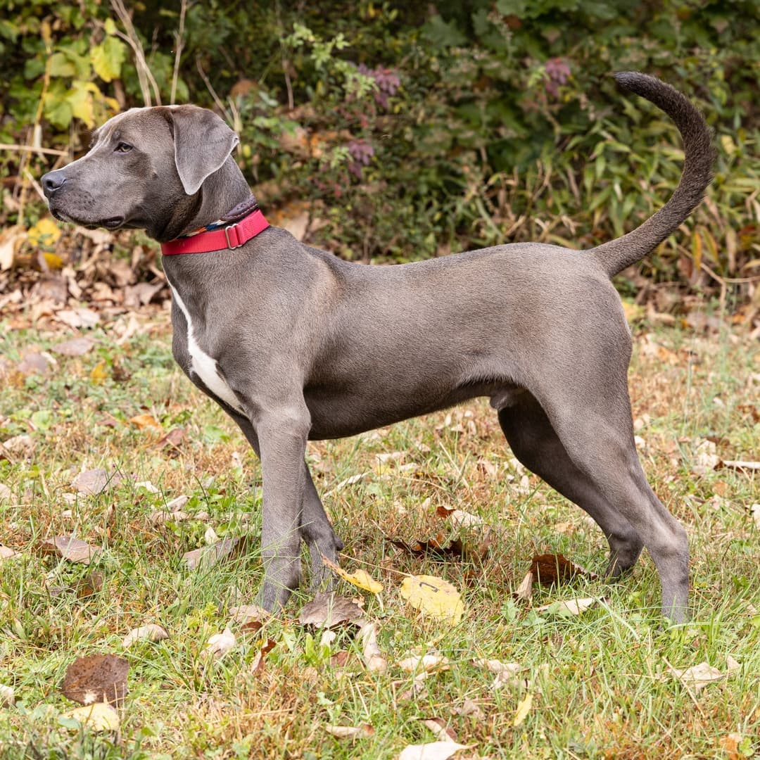 Meet Shadow, a 6-month-old male Retriever/mix who was surrendered through no fault of his own. This handsome young boy is anxiously waiting for a family to come and take him and give him the life that he deserves.
____________________________________________
<a target='_blank' href='https://www.instagram.com/explore/tags/handsomeboy/'>#handsomeboy</a>  <a target='_blank' href='https://www.instagram.com/explore/tags/sweetface/'>#sweetface</a>  <a target='_blank' href='https://www.instagram.com/explore/tags/takemeoutofhere/'>#takemeoutofhere</a>  <a target='_blank' href='https://www.instagram.com/explore/tags/adoptmeplease/'>#adoptmeplease</a>