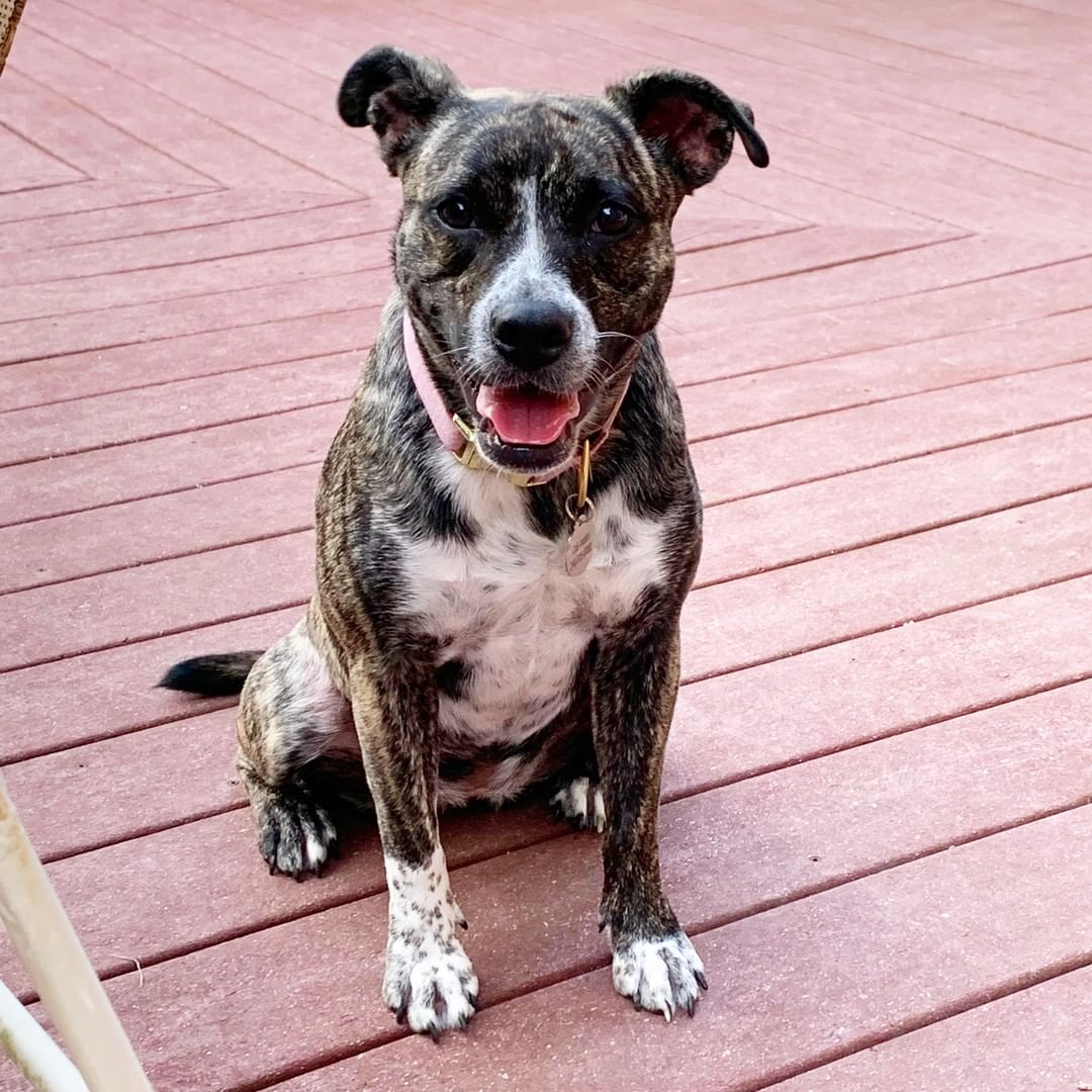 MEET ADOPTABLE BANKSY! 💜 [FOSTER OR FOSTER-TO ADOPT AVAILABLE]

Banksy (also called Banks) is such a sweet girl! Originally from Texas, Banksy made the trip up to NYC in February. She is almost 2 (will be 2 in January) and has such a sweet, playful personality. She LOVES cuddling, playing fetch, and long walks. She has gotten used to city life and loves walks in Central Park, but equally loves being able to run around in a backyard in the suburbs. She is a bit shy when first meeting people, but warms up after a few minutes. Very young children still make Banks a little nervous with all the loud noises and fast movements, but she would do very well with middle-aged children who understand they may need to be gentle at first when getting to know her. 

Banksy is fully housebroken, knows to sit, wait and come when called. She is well behaved when sitting outside at restaurants and in stores as well. She will be fine to sleep in her bed, your bed, or a crate - she is equally happy in any of them :) Banks loves her purple squeaky ball and benebones to chew on. She eats Solid Gold food and has also eaten American Journey. She LOVES the blueberry flavor of Whole Hearted dog treats.

Banksy has gone to Eva's Play Pups several times for camp and has had a blast making new friends with the other dogs. She has a lot of energy and is a strong girl, so would do well with a dog with a similar size. She has never been around a cat. She is used to wearing a head collar when walking on leash and also is fine in a harness. Does Banksy sound like she might be the right fit for you? Then apply to adopt her now, she'd love to meet you!

INTERESTED IN ADOPTING? 
To adopt Banksy apply on our website www.truenorthrescue.org/adopt and email adopt.truenorthrescue@gmail.com to follow up on your application.