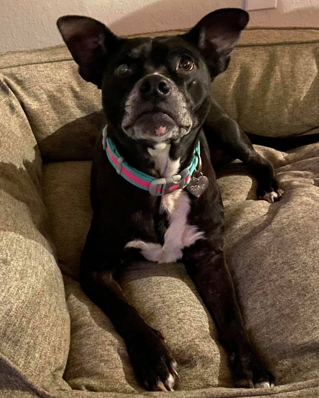 💖🐾Miss Rosie… 
 What an adorable lady.. 
She is about 6ish yrs old.. a smaller curvy gal.. at about 40 lbs.. HW neg.. fully vetted.. She loves to run around and play for a bit then her favorite thing is to lay in her back and snuggle on the couch!! She lives with multiple dogs and does great she may be a bit alpha.. 
She needs you now!!

http://bit.ly/BellesBudsApp