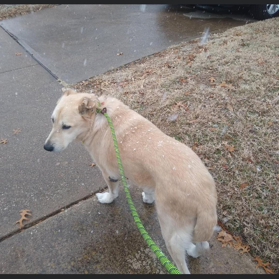 Rex, a 13 year old Shepherd/Chow Mix - fully vetted and HW negative after treatment, is looking for his last forever home. He has some old man aches and pains but otherwise is healthy, sweet and gentle. He has great house manners and leash skills and just loves to be with his people. Are you that person or know someone who appreciates large breed dogs and is interested in adopting Rex please see his bio and put in an application. He needs a yard with a good fence and a place to call his own forever. Apply for adoption at codysfriendsrescue.org