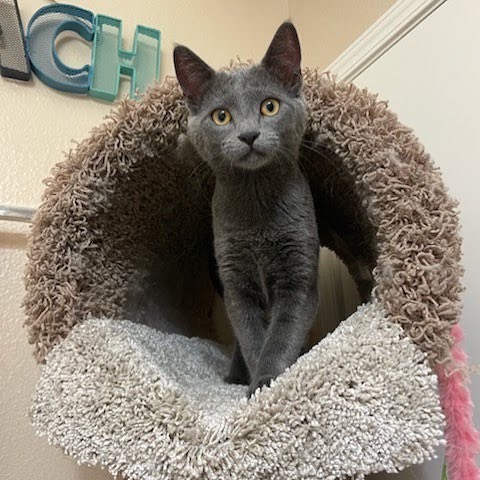 Say hello to Amelia! this 7-month-old gal has been in foster care longer than others, for no reason other than she keeps getting overlooked, week after week. That's why we want to make THIS Saturday her lucky day—so SHARES, please! She's sweet, well-behaved, and curious, loves her cat tree, toys, and laying on the couch. Amelia is all about people, preferring human companions to fellow four-legged ones. We've learned this because she's currently living in a foster home with several cats (she tolerates them) and dogs (she does NOT tolerate them) yet she always chooses the humans first. Ameila will be at Petco this Saturday, from 11am to 4pm, at 2340 East Serene. Appointments are recommended; walk-ins are only available as time and space permits. Will we see you there?! 

<a target='_blank' href='https://www.instagram.com/explore/tags/adopt/'>#adopt</a> <a target='_blank' href='https://www.instagram.com/explore/tags/kittens/'>#kittens</a> <a target='_blank' href='https://www.instagram.com/explore/tags/kittenseason/'>#kittenseason</a> <a target='_blank' href='https://www.instagram.com/explore/tags/adoptme/'>#adoptme</a> <a target='_blank' href='https://www.instagram.com/explore/tags/adoptacat/'>#adoptacat</a>