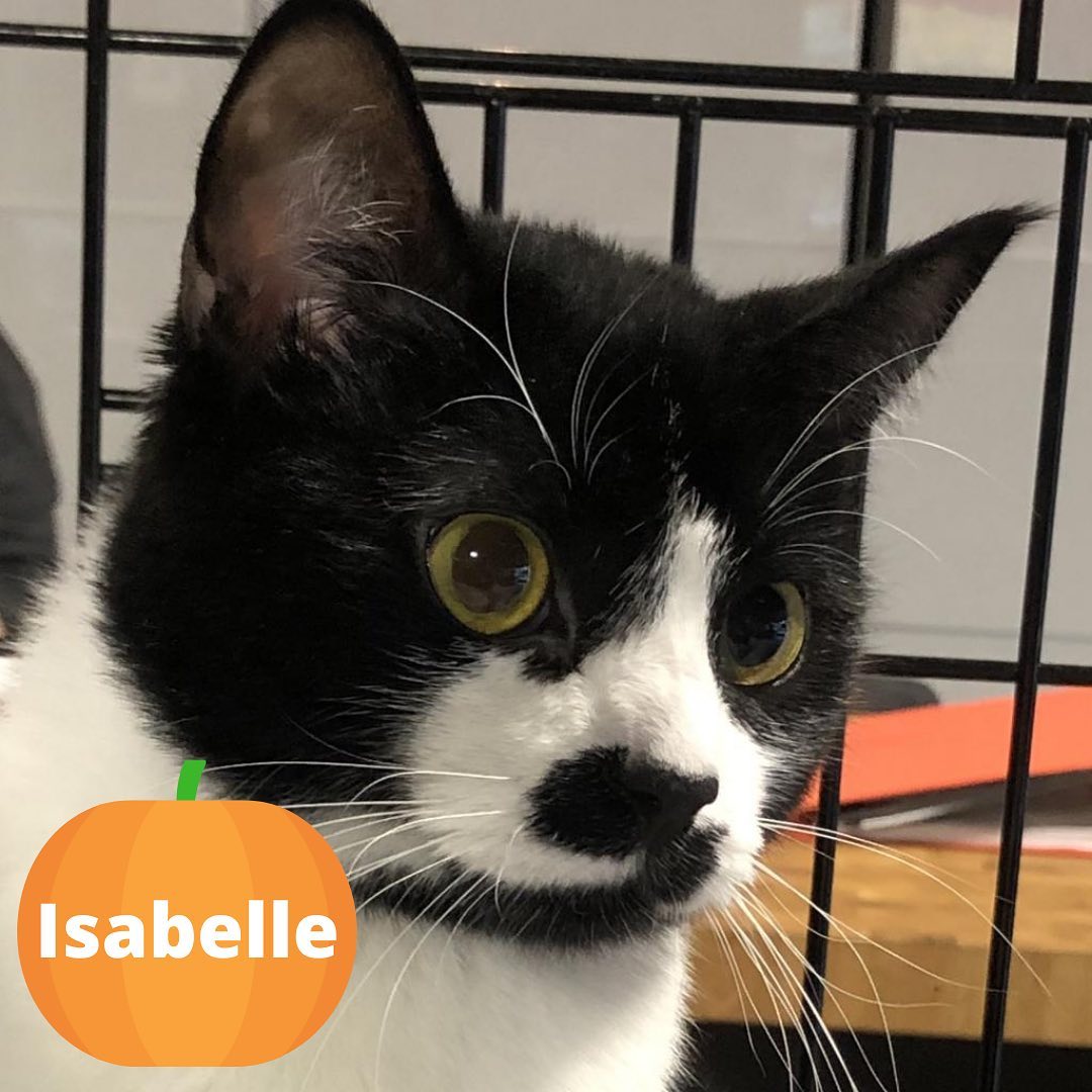 Have you picked your special Halloween 👻 foster to take home this weekend? Best Friends Salt Lake City has all kinds of pets 🐶🐱to choose from, and we'll set you up with your perfect match! See some of our pets needing short term fosters below:

🎃 Seymour, male, 2 months old 
🎃 Peak, female, 1 year old 
🎃 Scarecrow, male, 3 months old 
🎃 Isabelle, female, 2 years old 
🎃 Roland, male, 8 years old 
🎃 Salem, male, 2 months old 
🎃 James Bond, male, 5 years old 
🎃 Shang-Chi, male, 2 months old 
🎃 Edna, female, 2 months old 
🎃 Doyle, male, 10 years old 

New to fostering? Fill out the dog or cat and kitten survey at bit.ly/BFUTFoster (DM us for a link) to get started mentioning the pet by name, and our foster team will contact you with all the details. 

Fostered with us before? Email utahfoster@bestfriends.org.

🎃You may also visit our Lifesaving Center at 2005 S. 1100 E. in Salt Lake City October 29-30 from 12-6pm and October 31 from 12-4pm to pick a pet to short term foster over the weekend 🎃 

Learn more about our Salt Lake City foster program at bit.ly/BFUTFoster (DM us for a link). 

<a target='_blank' href='https://www.instagram.com/explore/tags/SaveThemAll/'>#SaveThemAll</a> <a target='_blank' href='https://www.instagram.com/explore/tags/BestFriendsAnimalSociety/'>#BestFriendsAnimalSociety</a> <a target='_blank' href='https://www.instagram.com/explore/tags/adoptdontshop/'>#adoptdontshop</a> <a target='_blank' href='https://www.instagram.com/explore/tags/Utah/'>#Utah</a> <a target='_blank' href='https://www.instagram.com/explore/tags/SLC/'>#SLC</a> <a target='_blank' href='https://www.instagram.com/explore/tags/SaltLakeCity/'>#SaltLakeCity</a> <a target='_blank' href='https://www.instagram.com/explore/tags/BestFriendsUtah/'>#BestFriendsUtah</a> <a target='_blank' href='https://www.instagram.com/explore/tags/fosteringsaveslives/'>#fosteringsaveslives</a> <a target='_blank' href='https://www.instagram.com/explore/tags/fosterpet/'>#fosterpet</a> <a target='_blank' href='https://www.instagram.com/explore/tags/foster/'>#foster</a> <a target='_blank' href='https://www.instagram.com/explore/tags/catfoster/'>#catfoster</a> <a target='_blank' href='https://www.instagram.com/explore/tags/dogfoster/'>#dogfoster</a> <a target='_blank' href='https://www.instagram.com/explore/tags/kittenfoster/'>#kittenfoster</a> <a target='_blank' href='https://www.instagram.com/explore/tags/BestFriendsSLC/'>#BestFriendsSLC</a> <a target='_blank' href='https://www.instagram.com/explore/tags/NKUT/'>#NKUT</a>