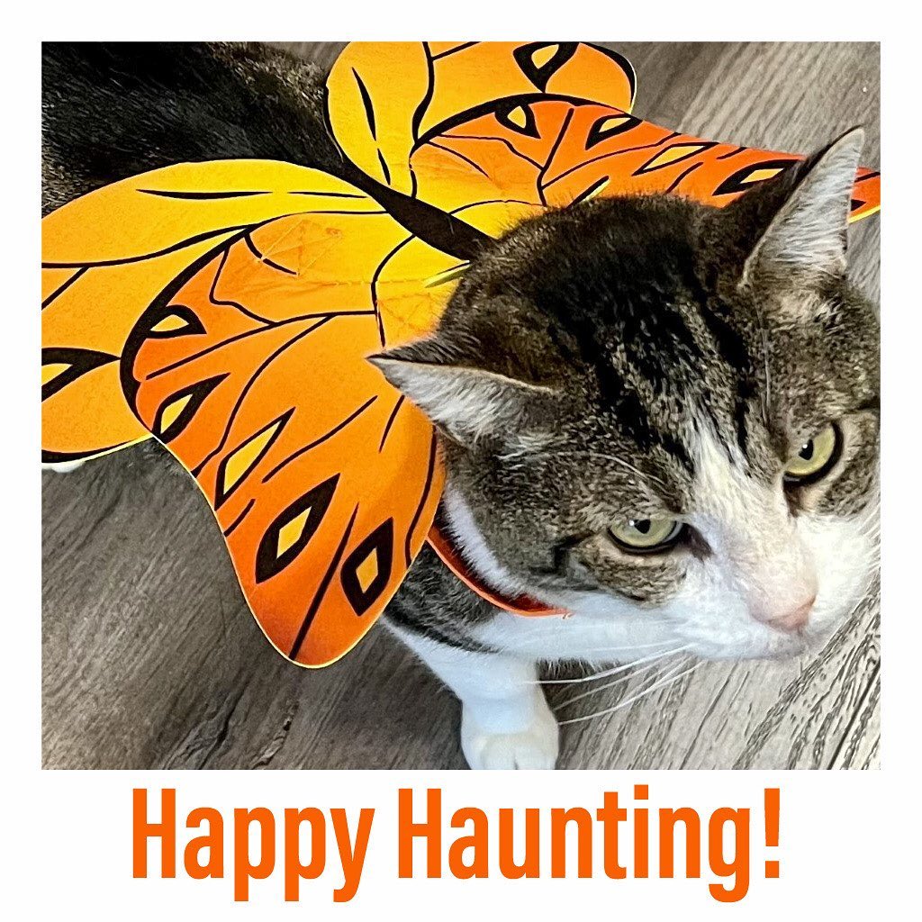 🎃🎃🎃🎃🎃🎃🎃🎃🎃
MEOWLLOWEEN 2021
“Angel or butterfly? Your choice!”
Fievel- a cat from 13th sanctuary
———————————————-

<a target='_blank' href='https://www.instagram.com/explore/tags/instacat/'>#instacat</a> <a target='_blank' href='https://www.instagram.com/explore/tags/instapet/'>#instapet</a> <a target='_blank' href='https://www.instagram.com/explore/tags/cat/'>#cat</a> <a target='_blank' href='https://www.instagram.com/explore/tags/lovecats/'>#lovecats</a> <a target='_blank' href='https://www.instagram.com/explore/tags/adoptdontshop/'>#adoptdontshop</a> <a target='_blank' href='https://www.instagram.com/explore/tags/kittens/'>#kittens</a> <a target='_blank' href='https://www.instagram.com/explore/tags/kitty/'>#kitty</a> <a target='_blank' href='https://www.instagram.com/explore/tags/rescuecats/'>#rescuecats</a> <a target='_blank' href='https://www.instagram.com/explore/tags/rescue/'>#rescue</a> <a target='_blank' href='https://www.instagram.com/explore/tags/13thstcatssanjose/'>#13thstcatssanjose</a> <a target='_blank' href='https://www.instagram.com/explore/tags/california/'>#california</a>  <a target='_blank' href='https://www.instagram.com/explore/tags/love/'>#love</a> <a target='_blank' href='https://www.instagram.com/explore/tags/catsofinstagram/'>#catsofinstagram</a> <a target='_blank' href='https://www.instagram.com/explore/tags/catcostume/'>#catcostume</a> <a target='_blank' href='https://www.instagram.com/explore/tags/catcostumes/'>#catcostumes</a> <a target='_blank' href='https://www.instagram.com/explore/tags/meow/'>#meow</a> <a target='_blank' href='https://www.instagram.com/explore/tags/meowlloween/'>#meowlloween</a> <a target='_blank' href='https://www.instagram.com/explore/tags/halloweencostume/'>#halloweencostume</a> <a target='_blank' href='https://www.instagram.com/explore/tags/halloween/'>#halloween</a> <a target='_blank' href='https://www.instagram.com/explore/tags/halloween2021/'>#halloween2021</a>