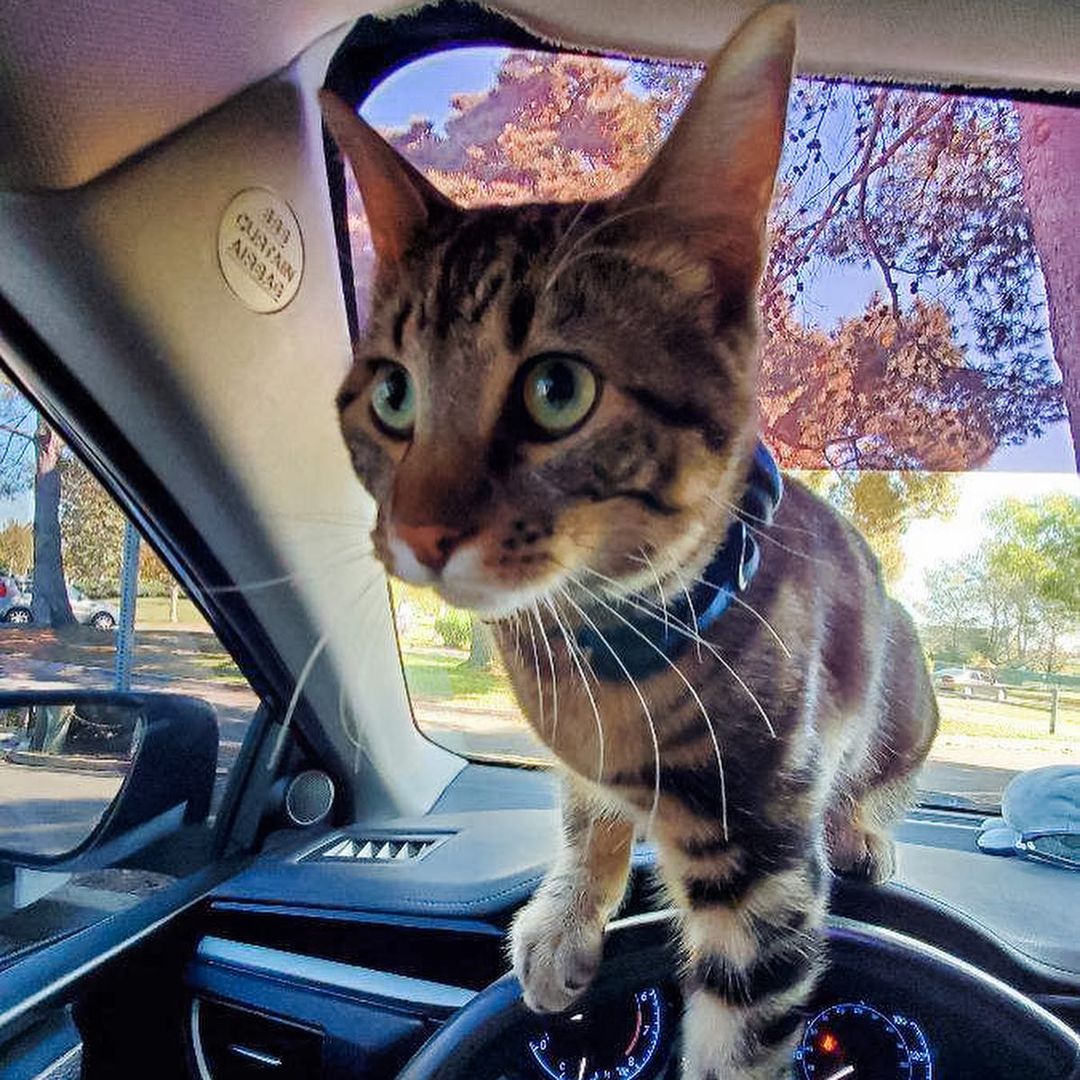 Oh, the places you’ll go! ⁣
⁣
Neo’s foster family couldn’t part ways with him…so he’s now become a permanent family member. And they even took him on a little beachy vacation for some fresh ocean air! 🌊 🐱 ⁣
⁣
Happy tails, Neo…enjoy your wonderful new life! 💙⁣
•⁣
•⁣
•⁣
<a target='_blank' href='https://www.instagram.com/explore/tags/findhappiness/'>#findhappiness</a> <a target='_blank' href='https://www.instagram.com/explore/tags/fosteringsaveslives/'>#fosteringsaveslives</a> <a target='_blank' href='https://www.instagram.com/explore/tags/fosterfail/'>#fosterfail</a> <a target='_blank' href='https://www.instagram.com/explore/tags/opttoadopt/'>#opttoadopt</a> <a target='_blank' href='https://www.instagram.com/explore/tags/adoptasheltercat/'>#adoptasheltercat</a> <a target='_blank' href='https://www.instagram.com/explore/tags/sheltercat/'>#sheltercat</a> <a target='_blank' href='https://www.instagram.com/explore/tags/catstagram/'>#catstagram</a> <a target='_blank' href='https://www.instagram.com/explore/tags/sheltercatsofinstagram/'>#sheltercatsofinstagram</a> <a target='_blank' href='https://www.instagram.com/explore/tags/happytails/'>#happytails</a> <a target='_blank' href='https://www.instagram.com/explore/tags/adoptdontshop/'>#adoptdontshop</a> <a target='_blank' href='https://www.instagram.com/explore/tags/lasvegas/'>#lasvegas</a> <a target='_blank' href='https://www.instagram.com/explore/tags/vegas/'>#vegas</a> <a target='_blank' href='https://www.instagram.com/explore/tags/spca/'>#spca</a> <a target='_blank' href='https://www.instagram.com/explore/tags/nevadaspca/'>#nevadaspca</a>