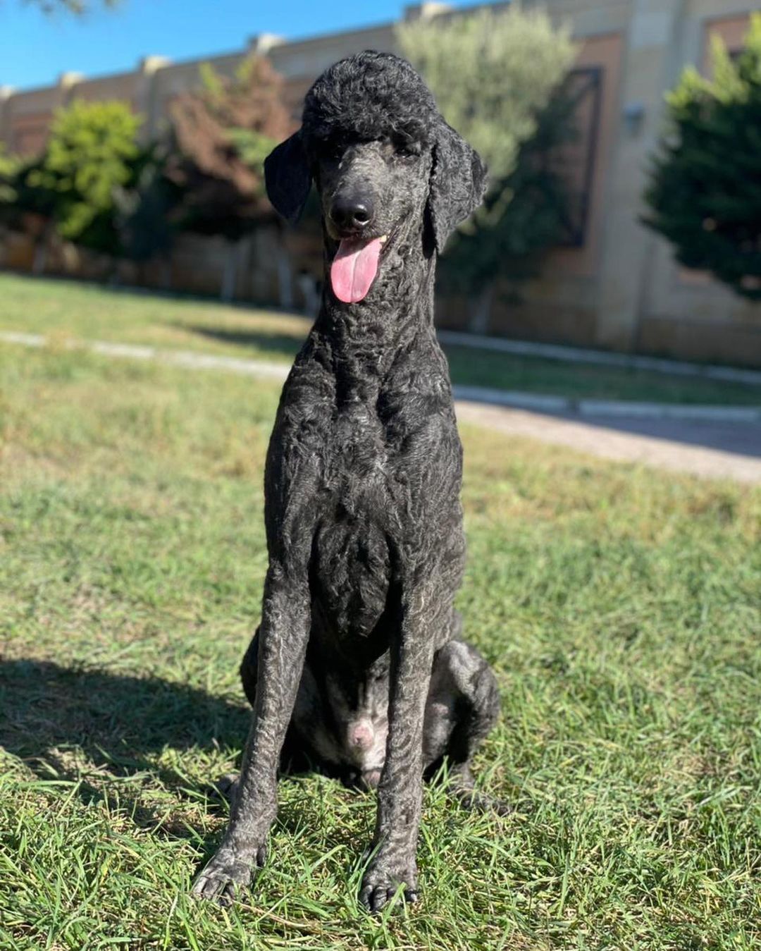 Rescues & fosters needed in Toronto 🇨🇦 🇨🇦🇨🇦

A flight passenger flying from Azerbaijan to Toronto on November 3, can take two dogs on board with her. Without a committed rescue, foster or adopter, they cannot fly. Over 15 dogs to choose from. Each one is dog, people & bear 🐻 friendly, vaccinated, spayed/neutered. Please reach out!