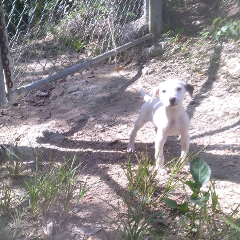 WHOOPS! Yesterday, we posted about 4 puppies that were left at our gate. Well, we found another today that was hiding in the bushes. He’s safe now and reunited with his siblings ❤️

<a target='_blank' href='https://www.instagram.com/explore/tags/miraclesforsatosrescue/'>#miraclesforsatosrescue</a> <a target='_blank' href='https://www.instagram.com/explore/tags/dogrescue/'>#dogrescue</a> <a target='_blank' href='https://www.instagram.com/explore/tags/abandoneddog/'>#abandoneddog</a> <a target='_blank' href='https://www.instagram.com/explore/tags/dogsofpuertorico/'>#dogsofpuertorico</a> <a target='_blank' href='https://www.instagram.com/explore/tags/puertorico/'>#puertorico</a> <a target='_blank' href='https://www.instagram.com/explore/tags/adoptdontshop/'>#adoptdontshop</a> <a target='_blank' href='https://www.instagram.com/explore/tags/adopt/'>#adopt</a> <a target='_blank' href='https://www.instagram.com/explore/tags/adoption/'>#adoption</a> <a target='_blank' href='https://www.instagram.com/explore/tags/adoptme/'>#adoptme</a> <a target='_blank' href='https://www.instagram.com/explore/tags/bordercollie/'>#bordercollie</a> <a target='_blank' href='https://www.instagram.com/explore/tags/bordercolliesofinstagram/'>#bordercolliesofinstagram</a> <a target='_blank' href='https://www.instagram.com/explore/tags/bordercolliepuppy/'>#bordercolliepuppy</a> <a target='_blank' href='https://www.instagram.com/explore/tags/bordercolliemix/'>#bordercolliemix</a> <a target='_blank' href='https://www.instagram.com/explore/tags/labmix/'>#labmix</a> <a target='_blank' href='https://www.instagram.com/explore/tags/labmixesofinstagram/'>#labmixesofinstagram</a> <a target='_blank' href='https://www.instagram.com/explore/tags/blackandwhitedog/'>#blackandwhitedog</a> <a target='_blank' href='https://www.instagram.com/explore/tags/rescuepuppy/'>#rescuepuppy</a> <a target='_blank' href='https://www.instagram.com/explore/tags/rescuedogsofinstagram/'>#rescuedogsofinstagram</a> <a target='_blank' href='https://www.instagram.com/explore/tags/rescuedismyfavoritebreed/'>#rescuedismyfavoritebreed</a> <a target='_blank' href='https://www.instagram.com/explore/tags/pupsofinstagram/'>#pupsofinstagram</a> <a target='_blank' href='https://www.instagram.com/explore/tags/pupstagram/'>#pupstagram</a> <a target='_blank' href='https://www.instagram.com/explore/tags/sato/'>#sato</a> <a target='_blank' href='https://www.instagram.com/explore/tags/satostrong/'>#satostrong</a> <a target='_blank' href='https://www.instagram.com/explore/tags/satosofinstagram/'>#satosofinstagram</a>